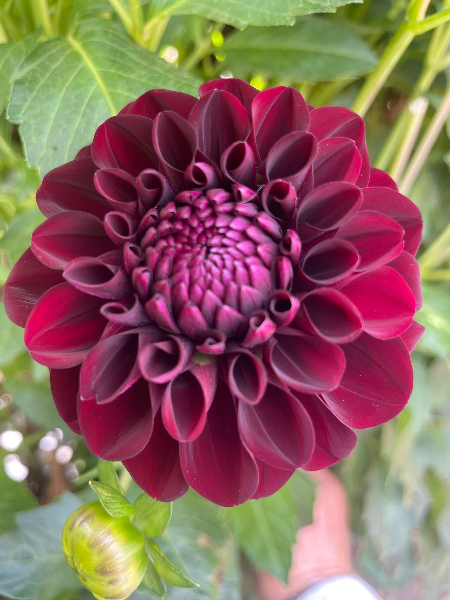 DAHLIA Lights Out