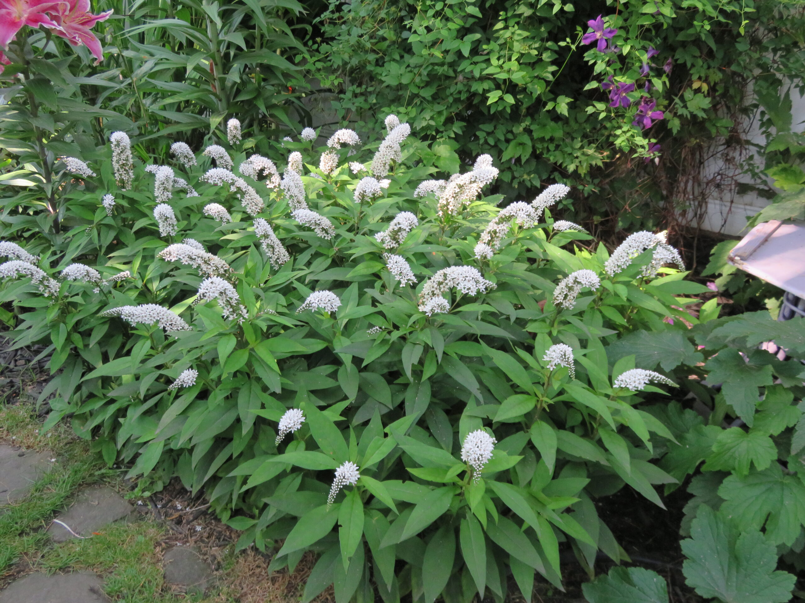 Potted plant: Gooseneck loosestrife, 1 gal