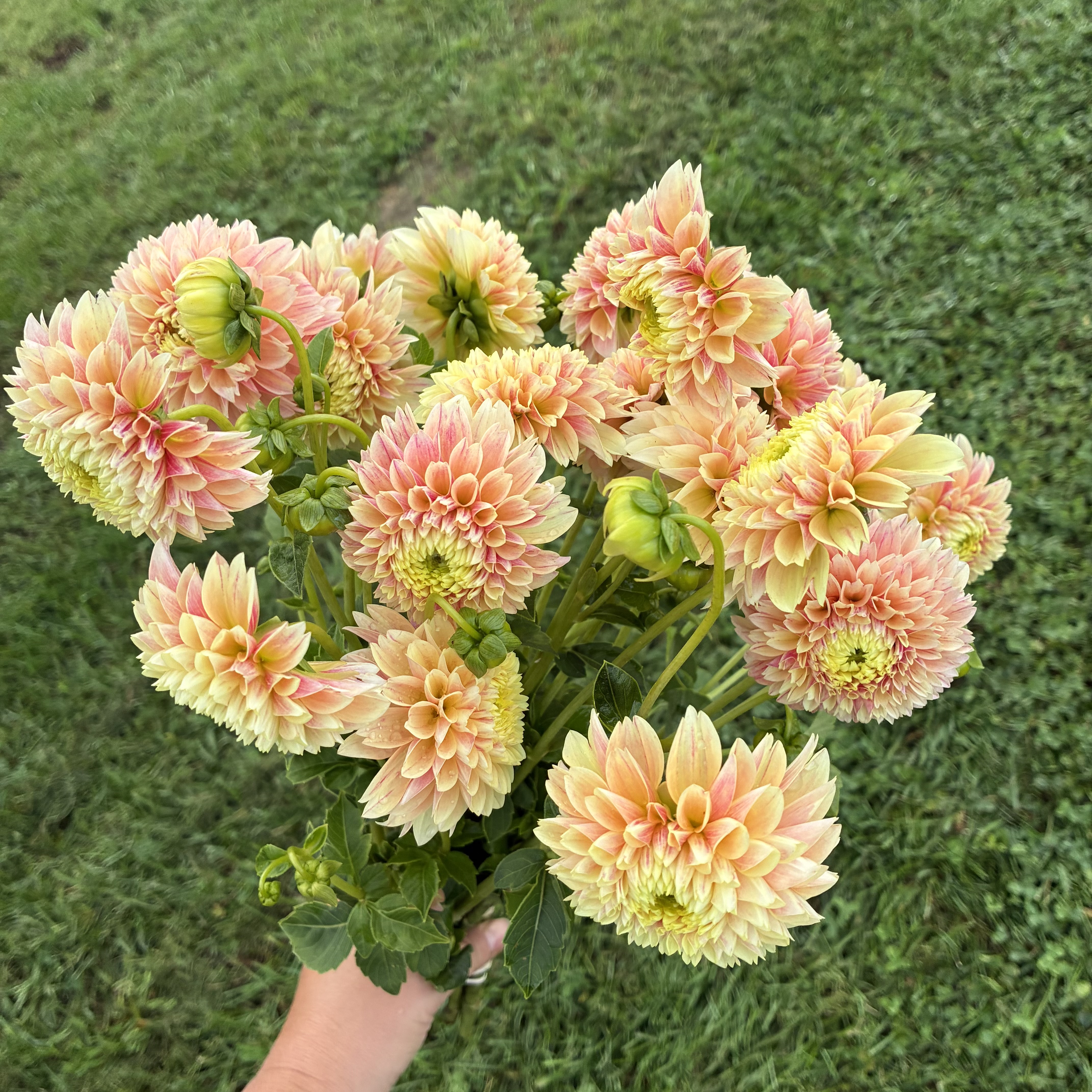 DAHLIA Sweet Suzanne