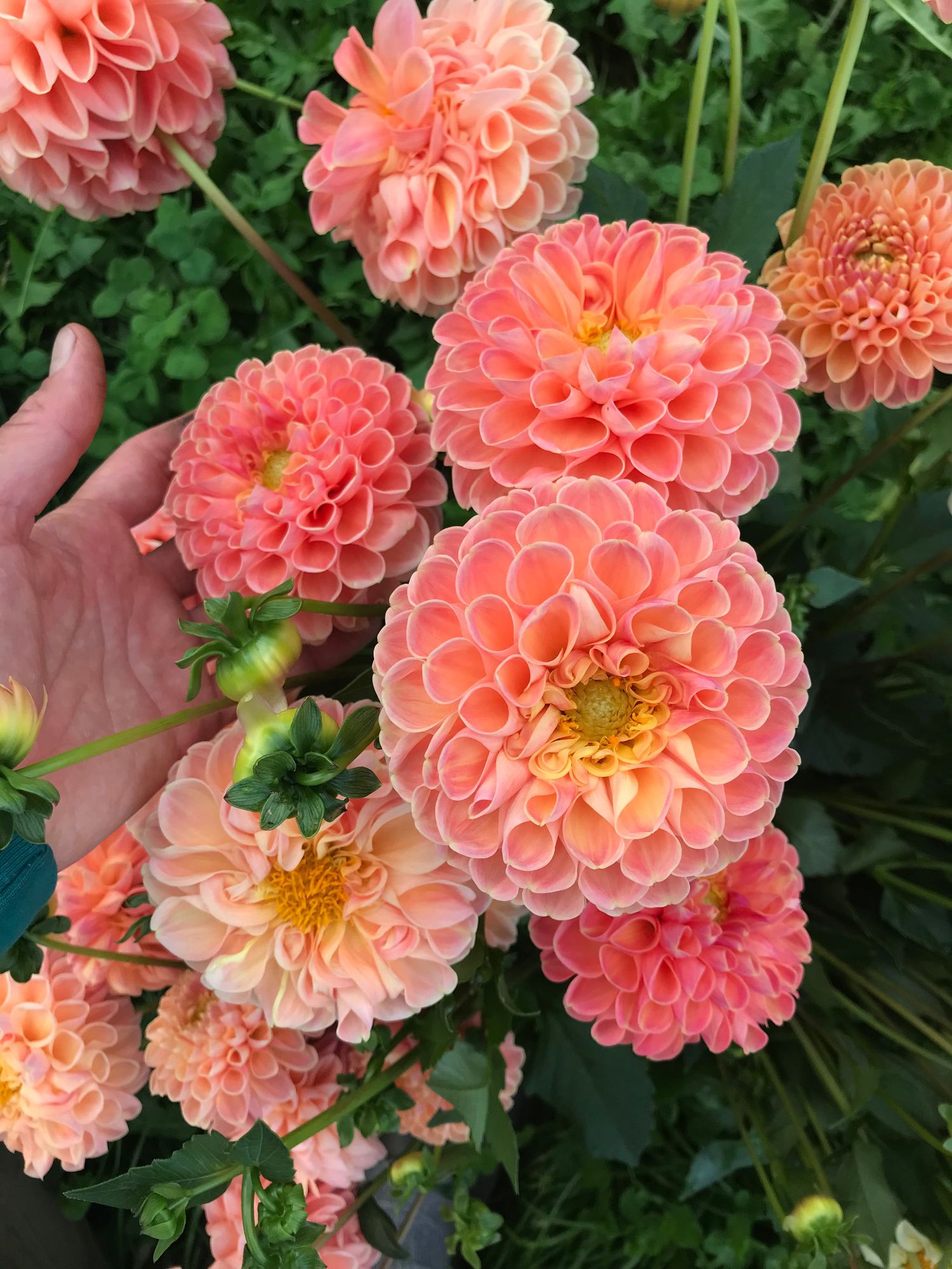 DAHLIA Crichton Honey