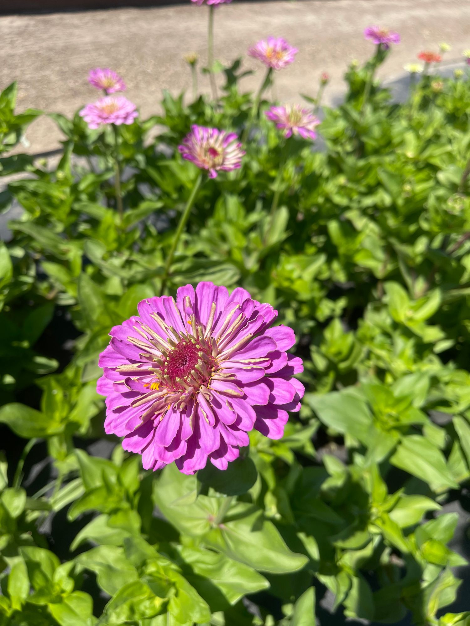 ZINNIA elegans Benarys Giant