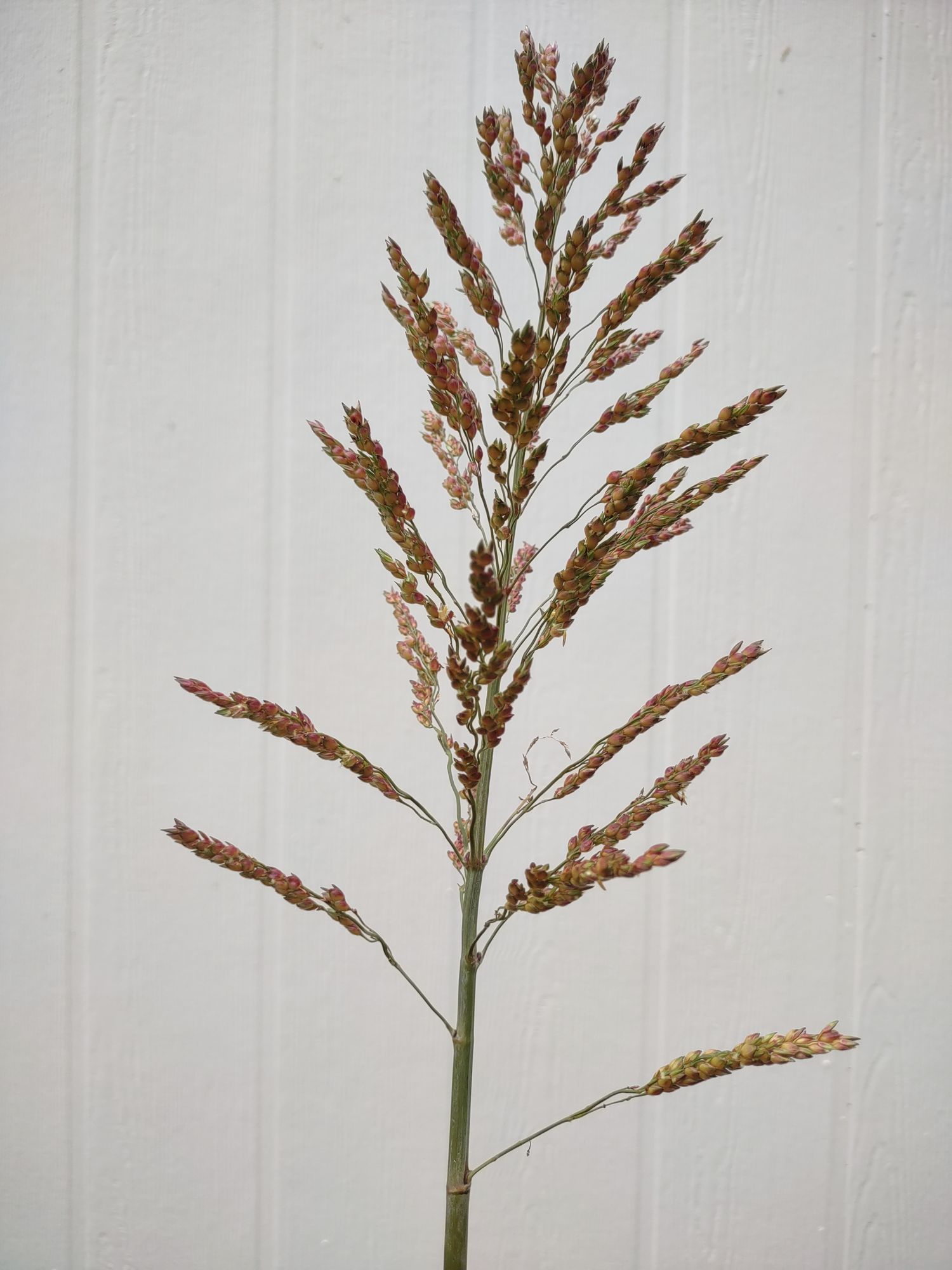 SORGHUM x drummondii