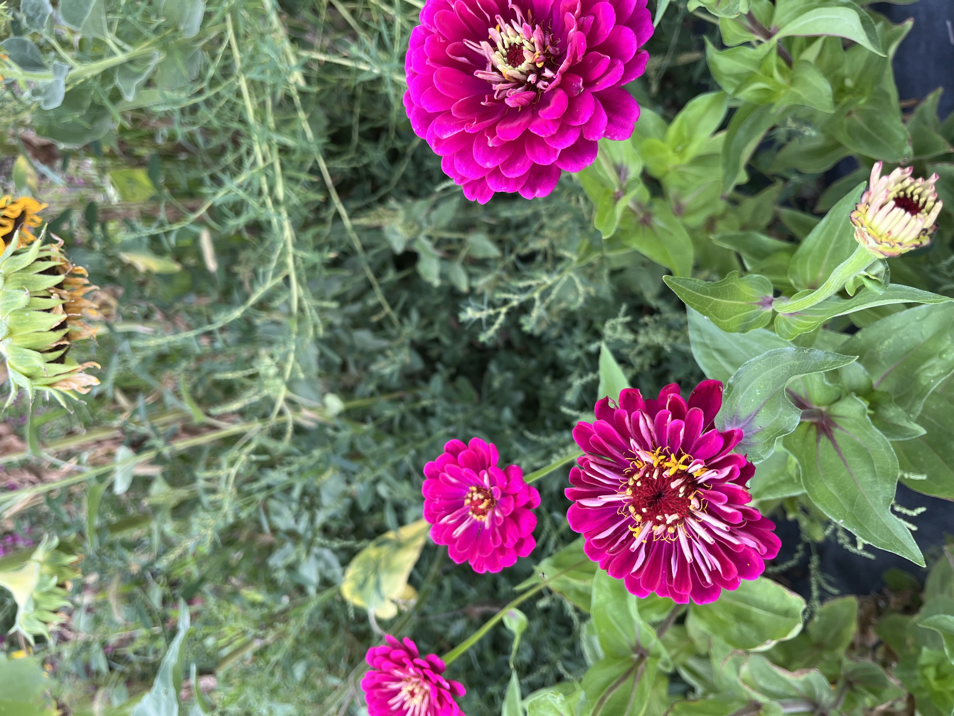 ZINNIA elegans Benarys Giant Wine
