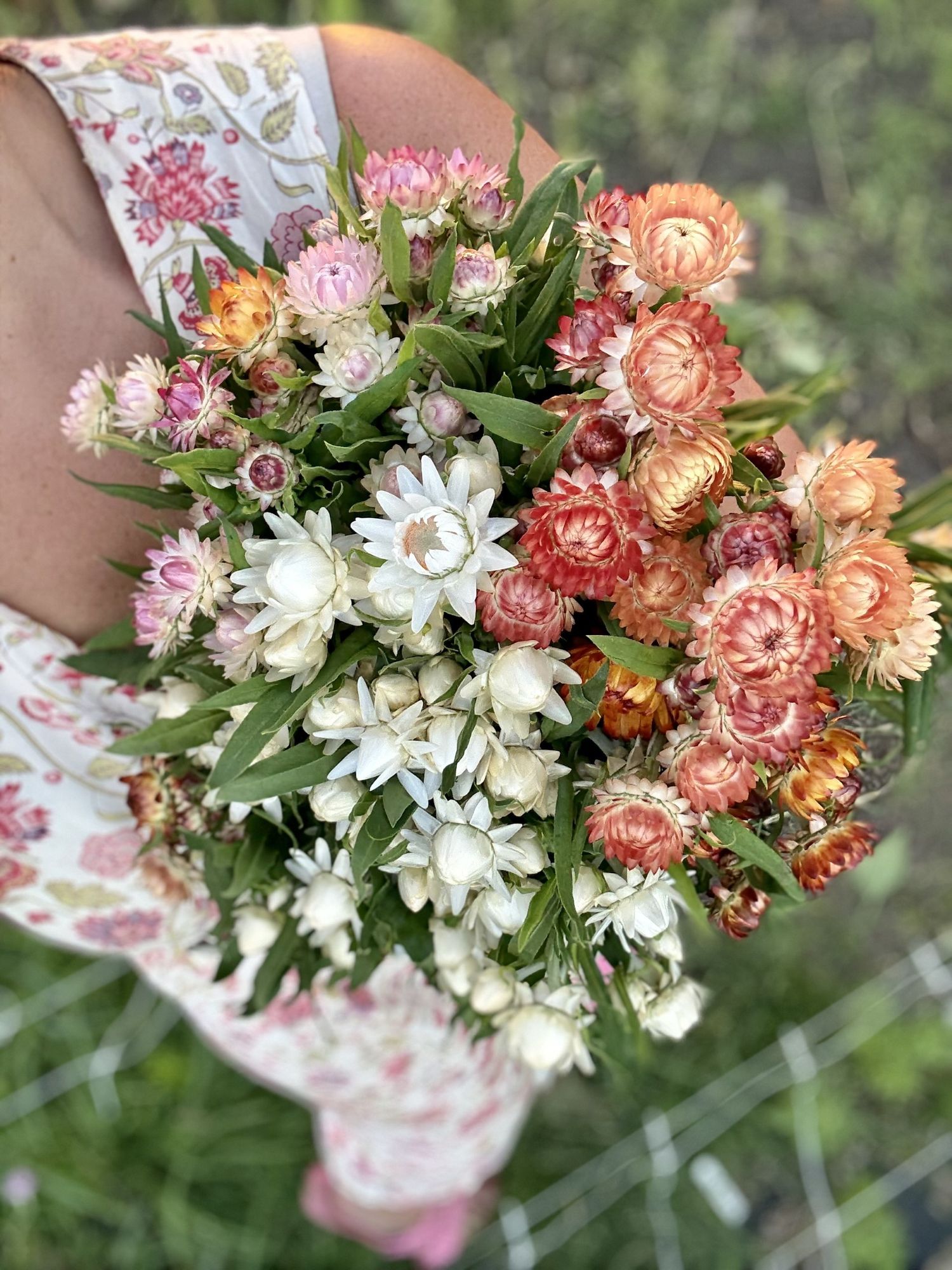 XEROCHRYSUM bracteatum