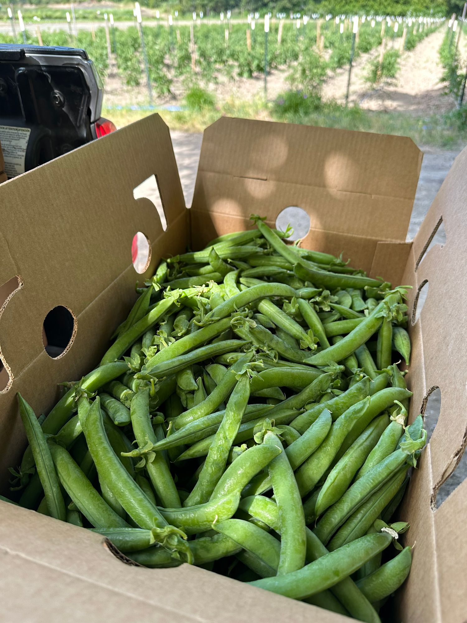 Organic English Peas