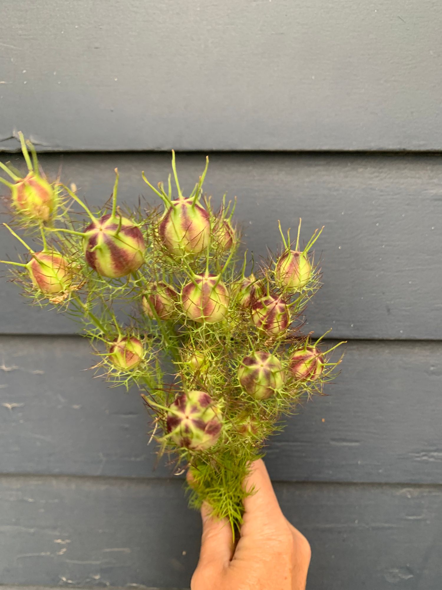 NIGELLA
