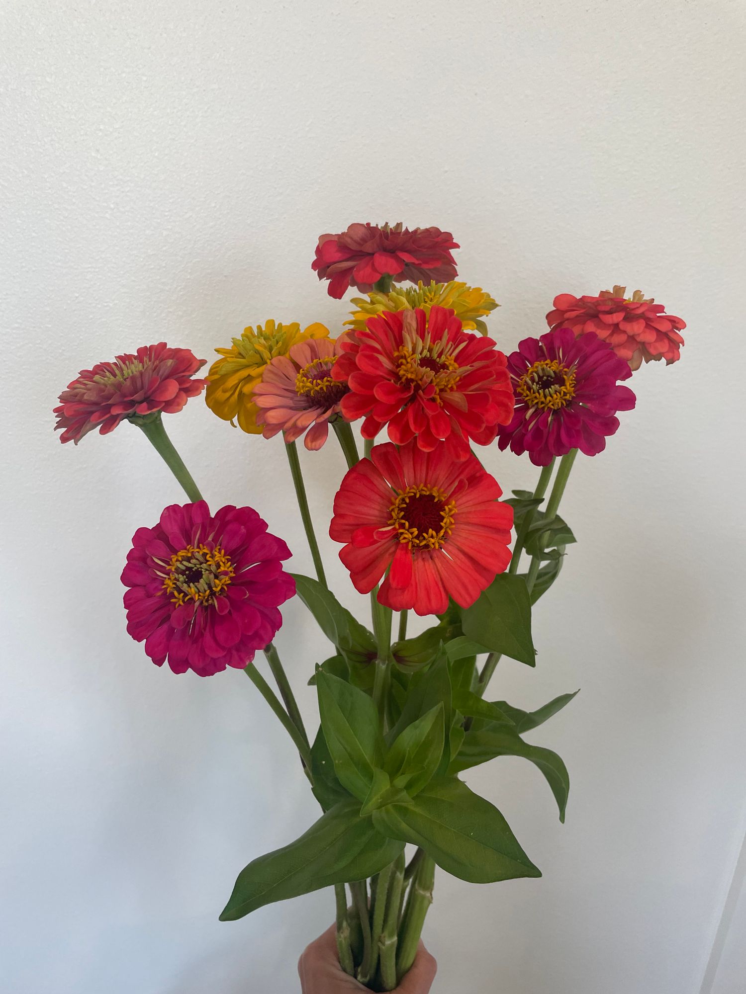ZINNIA elegans Benarys Giant