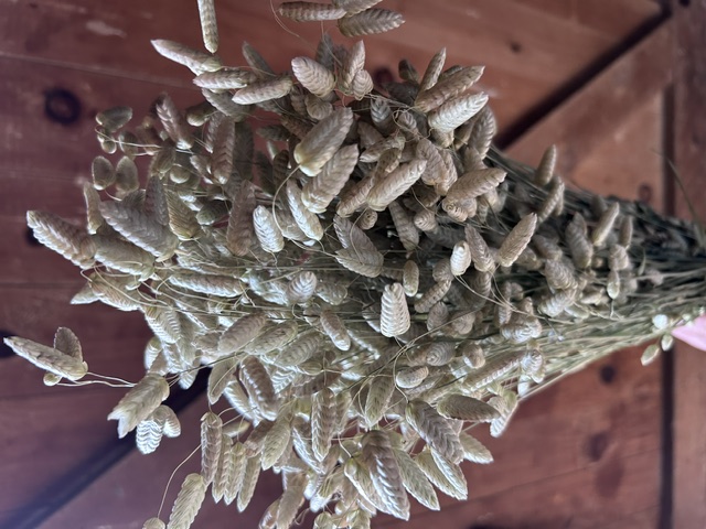 BRIZA maxima
