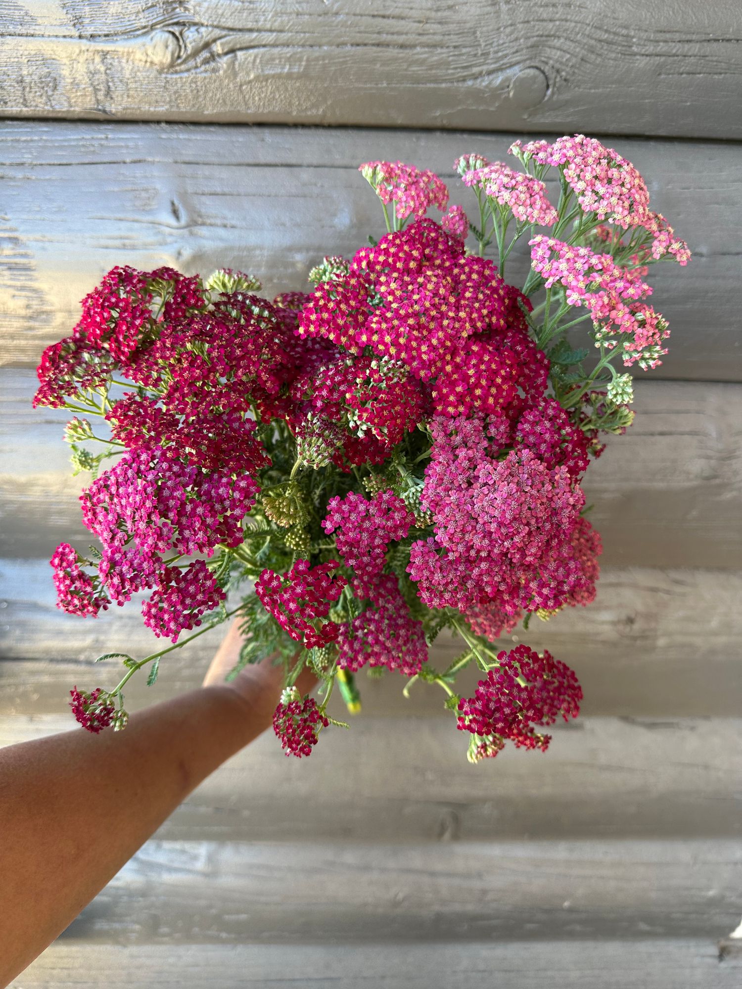 ACHILLEA millefolium Flowerburst Red Shades