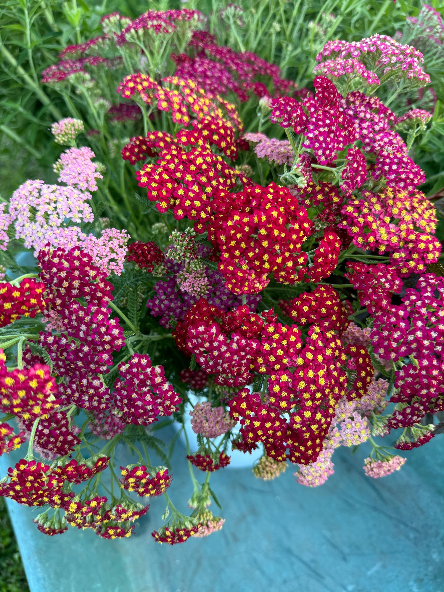 ACHILLEA millefolium Summer Berries