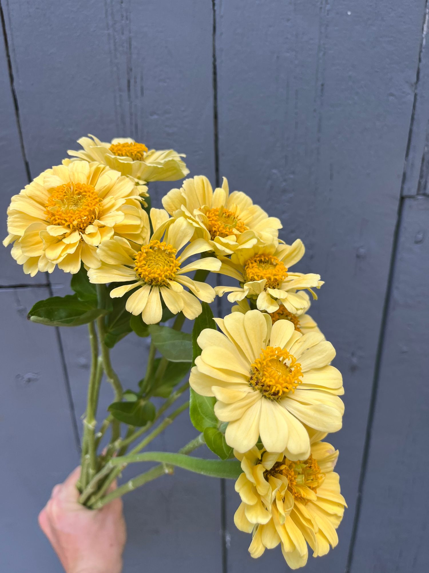 ZINNIA elegans Isabellina