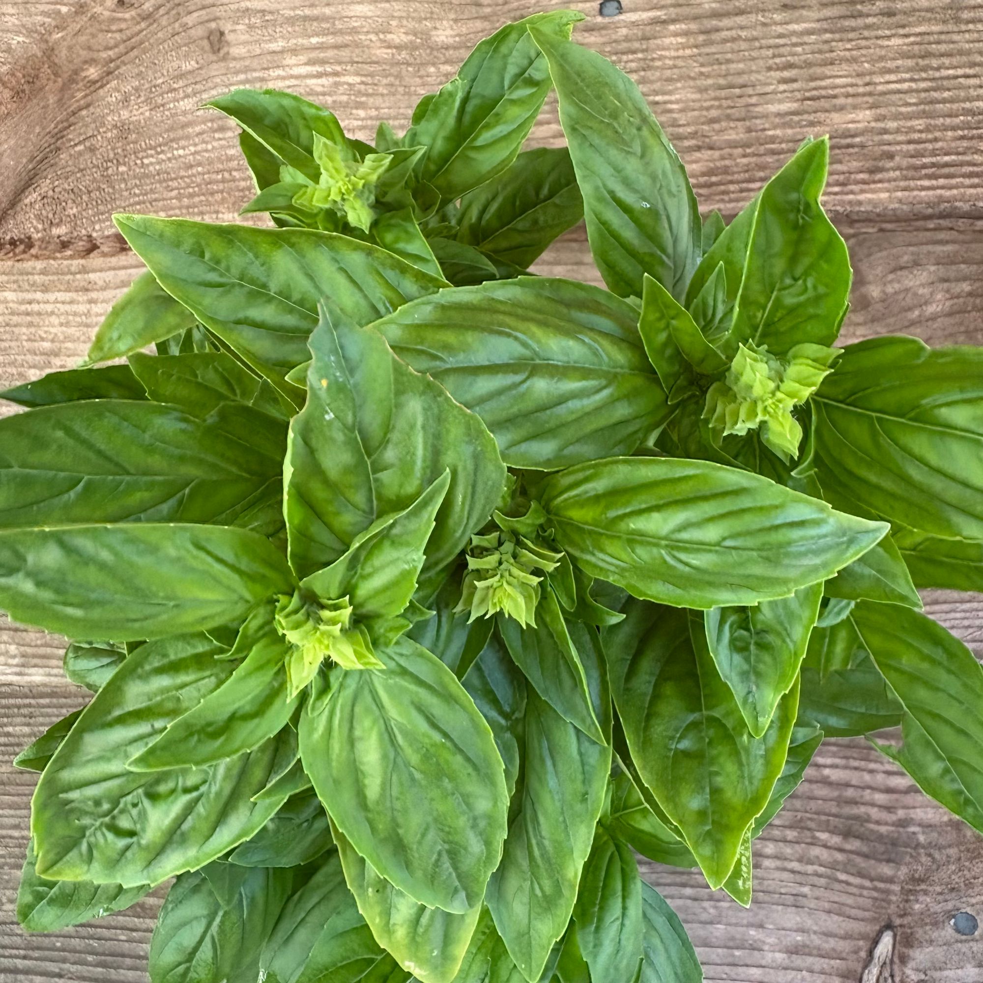 Herb, Basil, Genovese