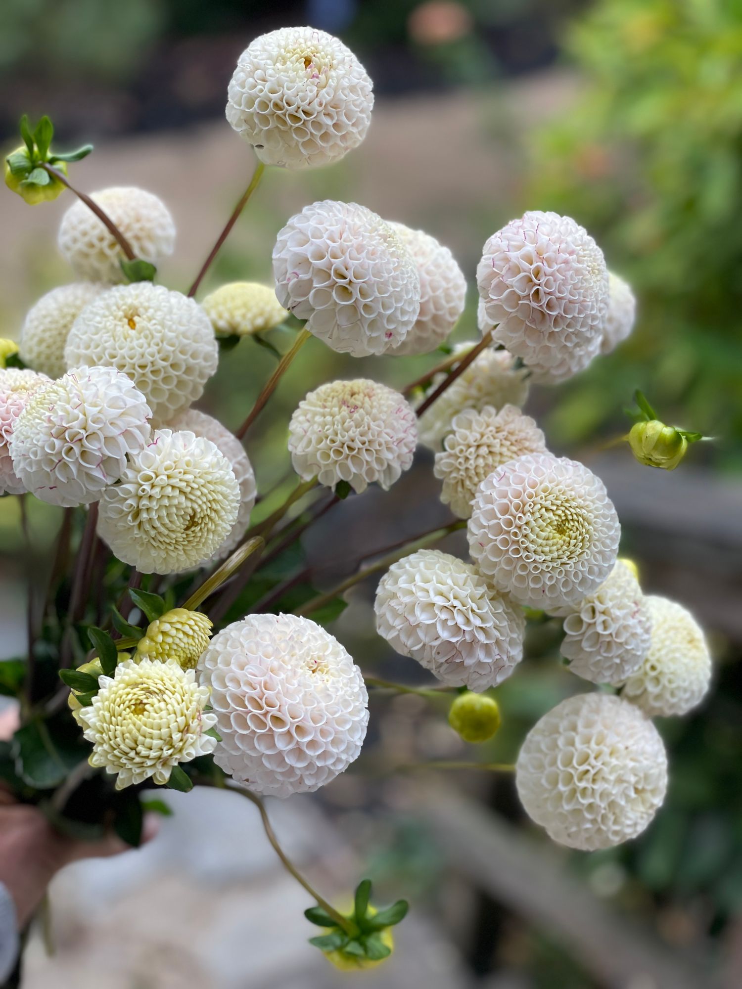DAHLIA Ball