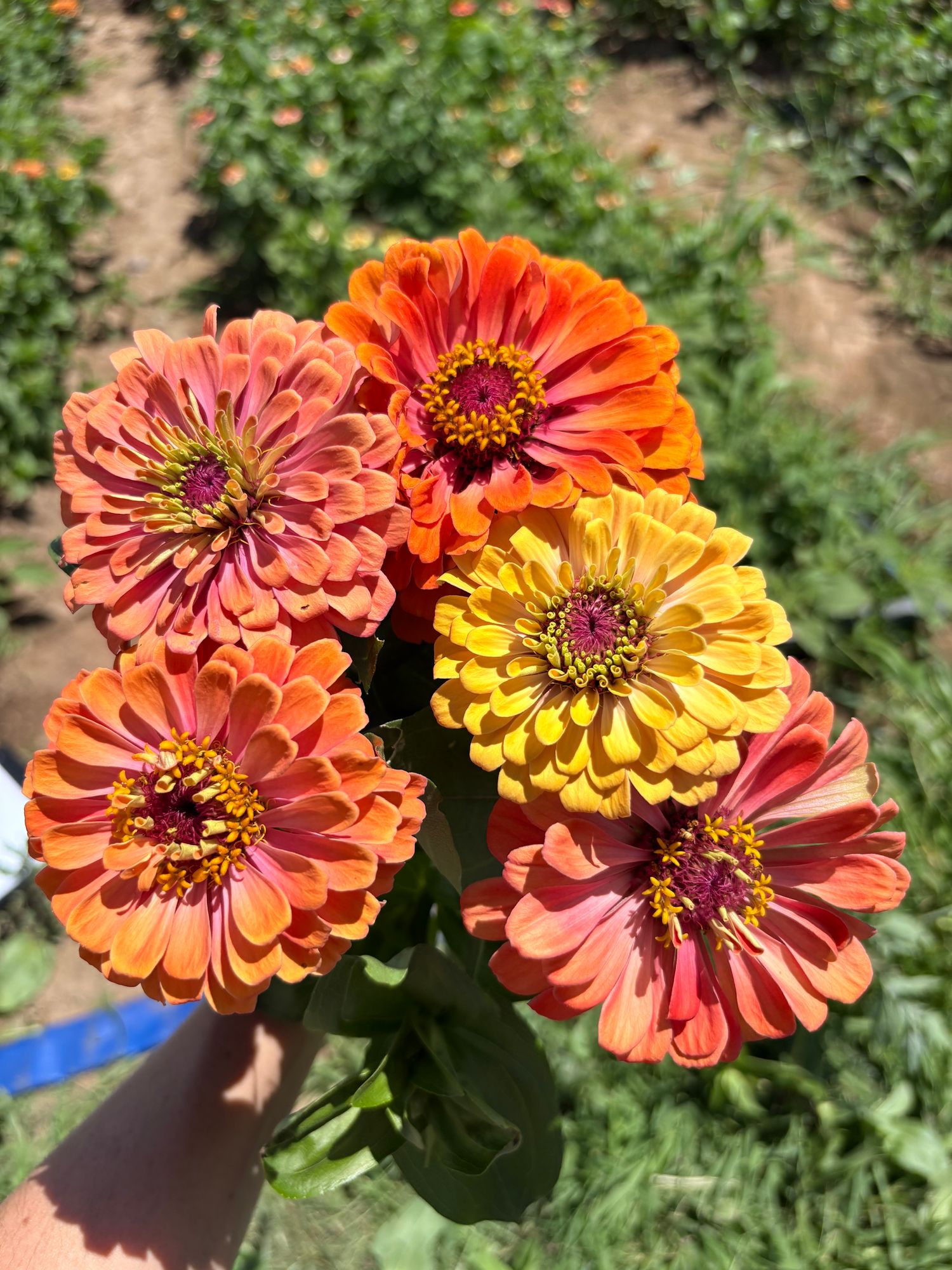 ZINNIA elegans Aurora