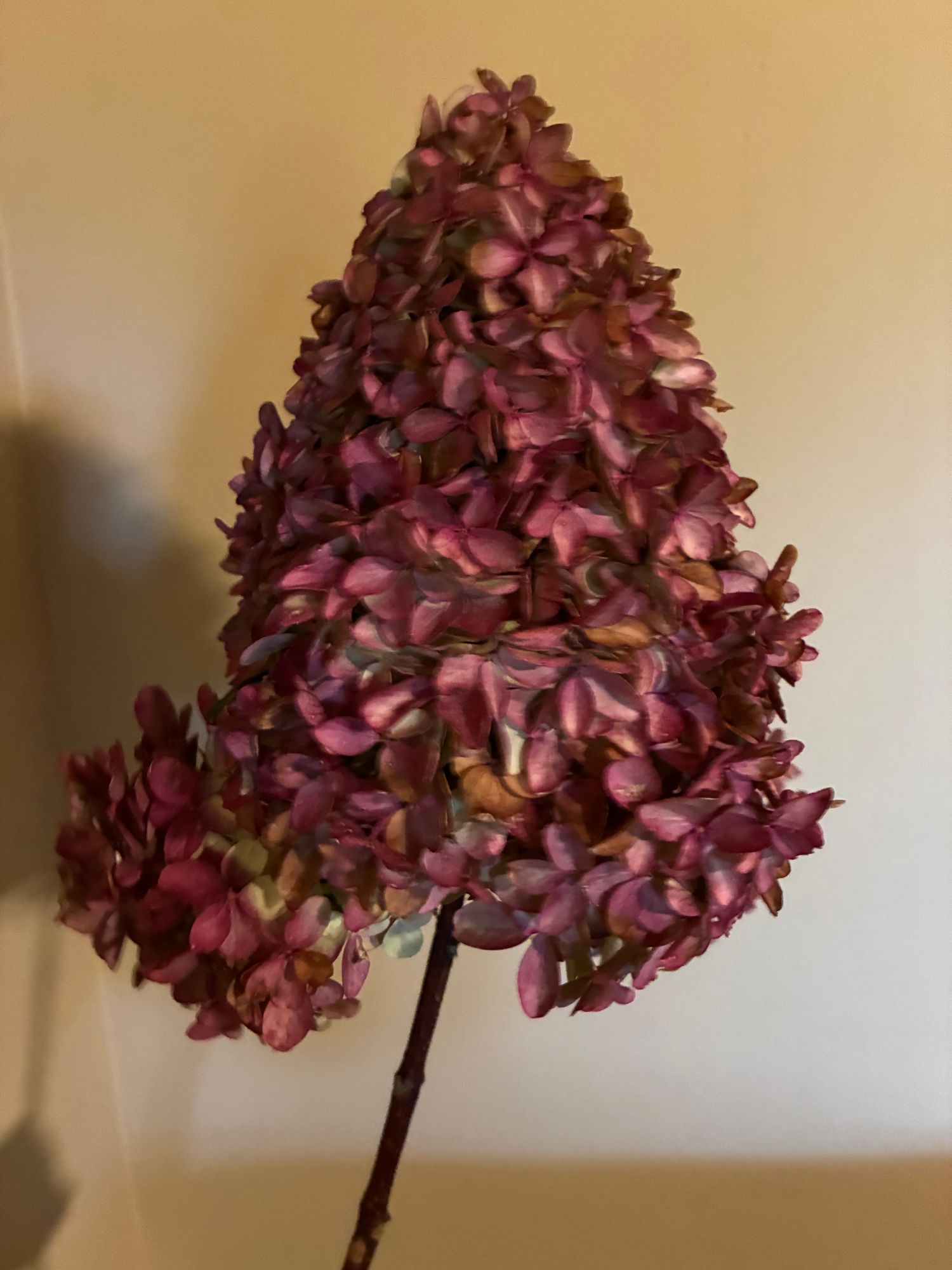 HYDRANGEA paniculata Quick Fire
