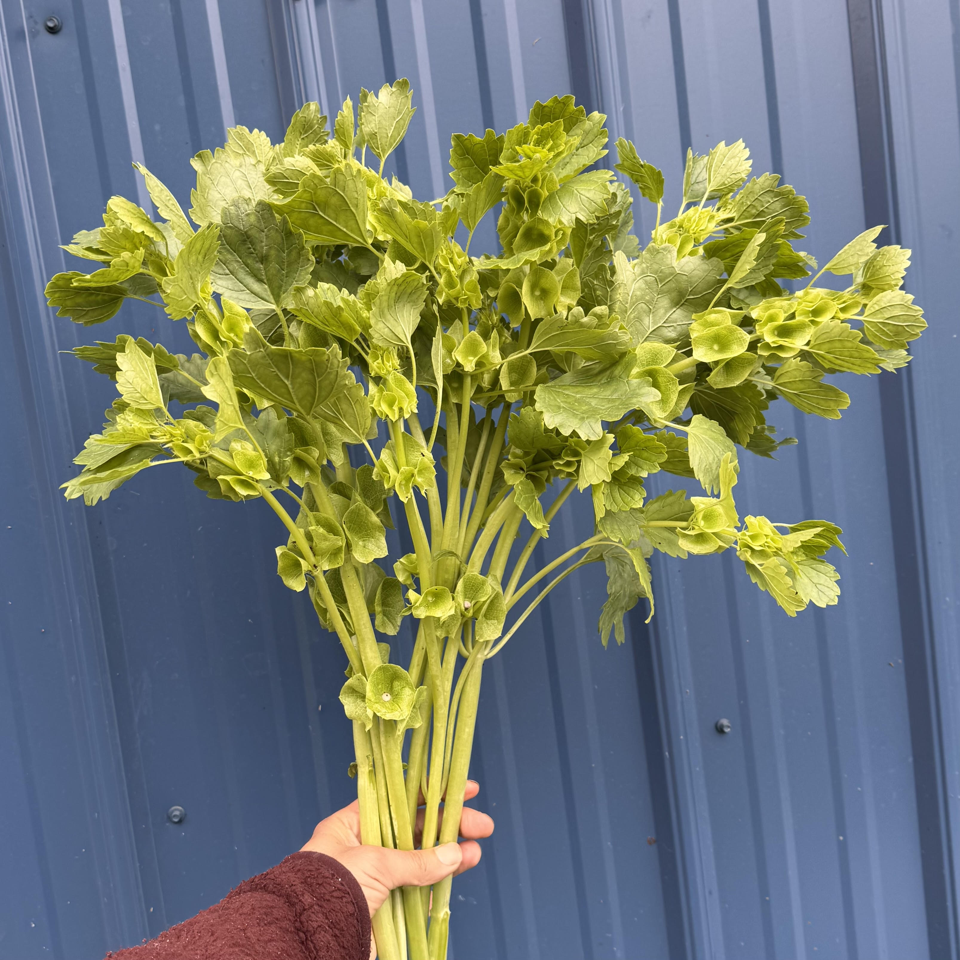 MOLUCCELLA laevis