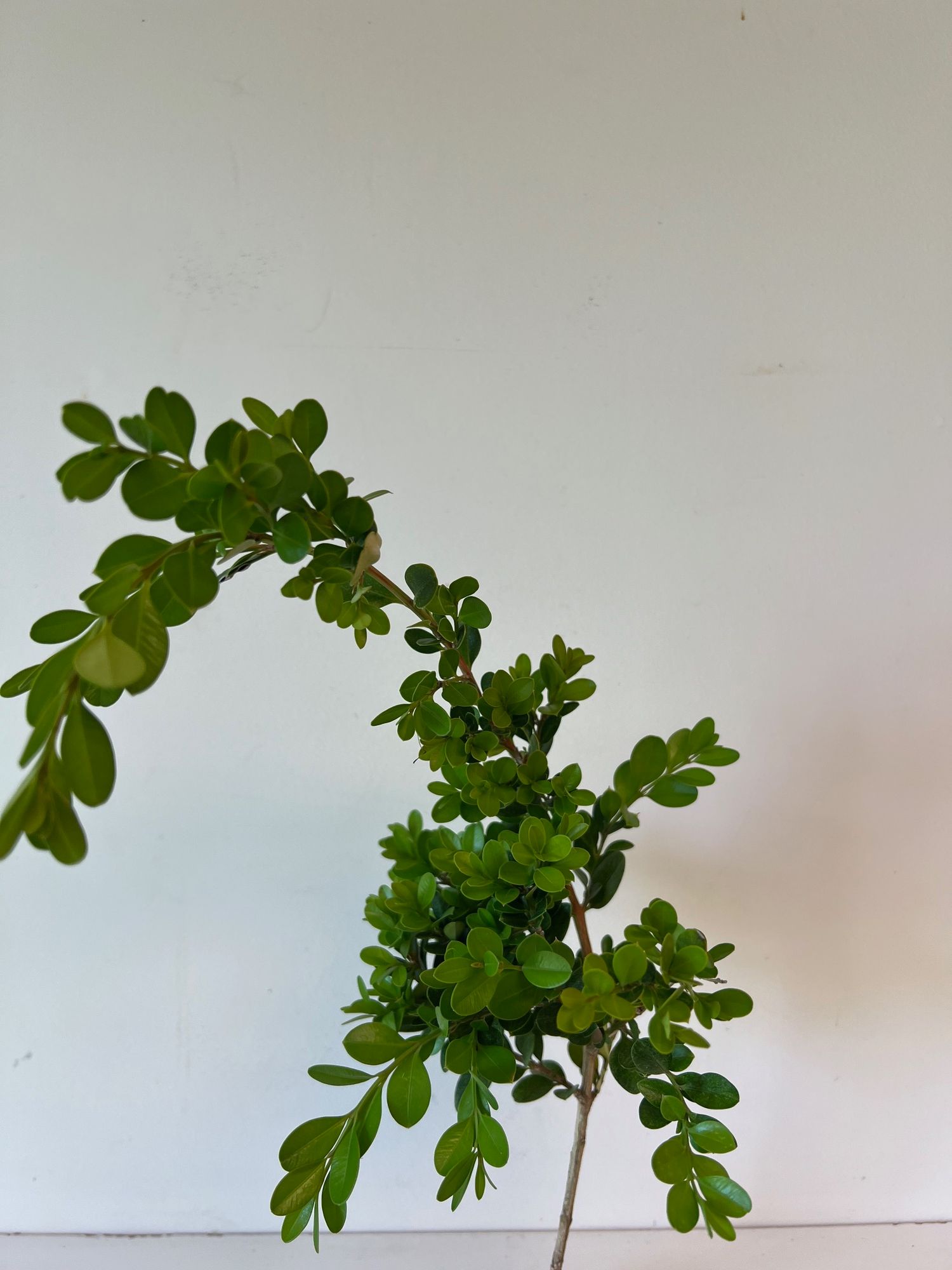 BUXUS