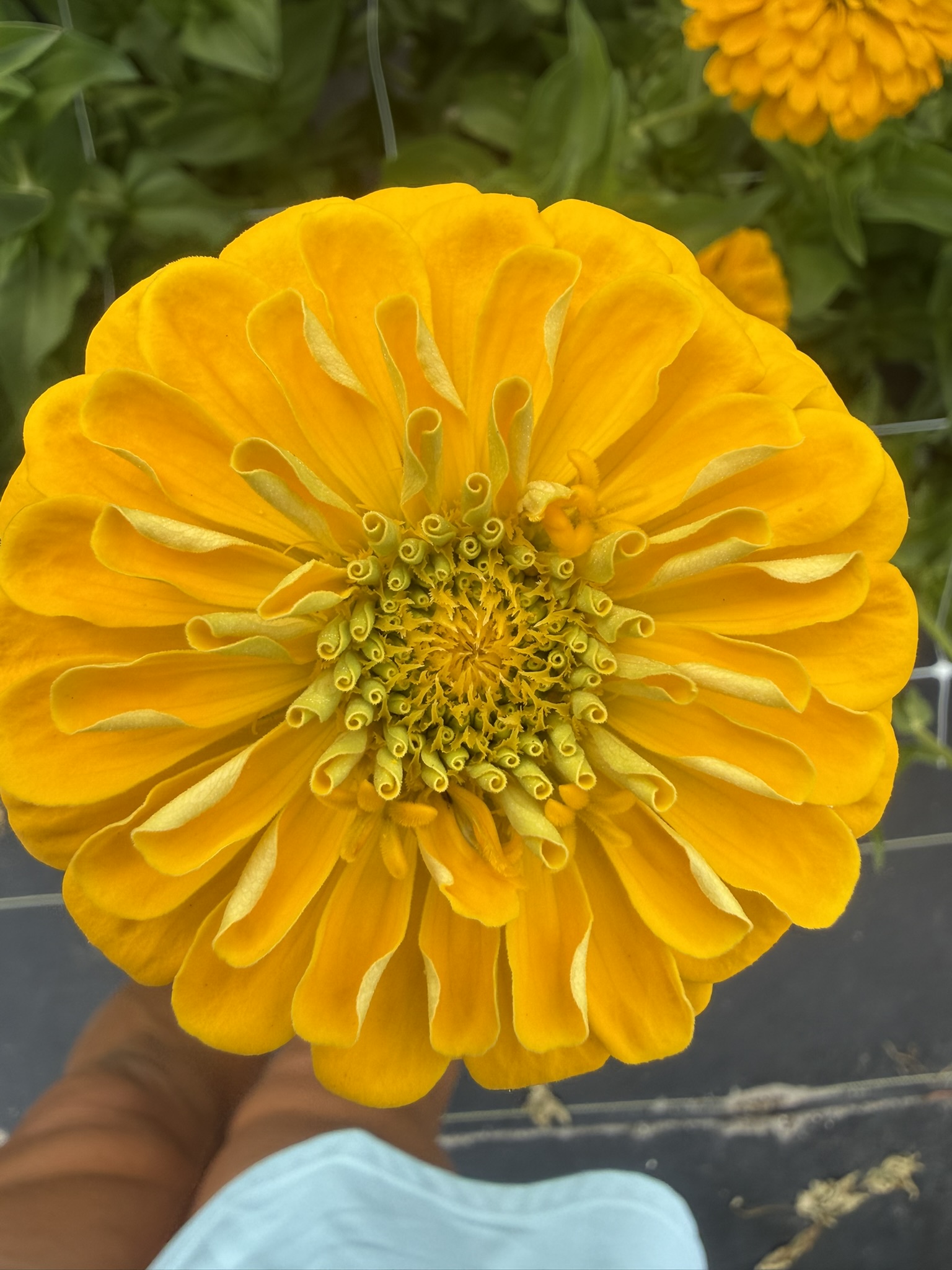 ZINNIA elegans Benary's Giant Golden Yellow