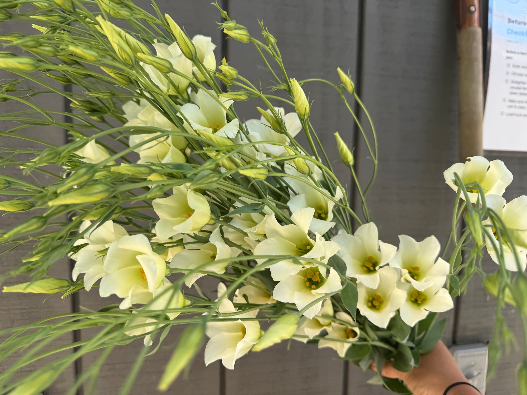 EUSTOMA grandiflorum Macherie