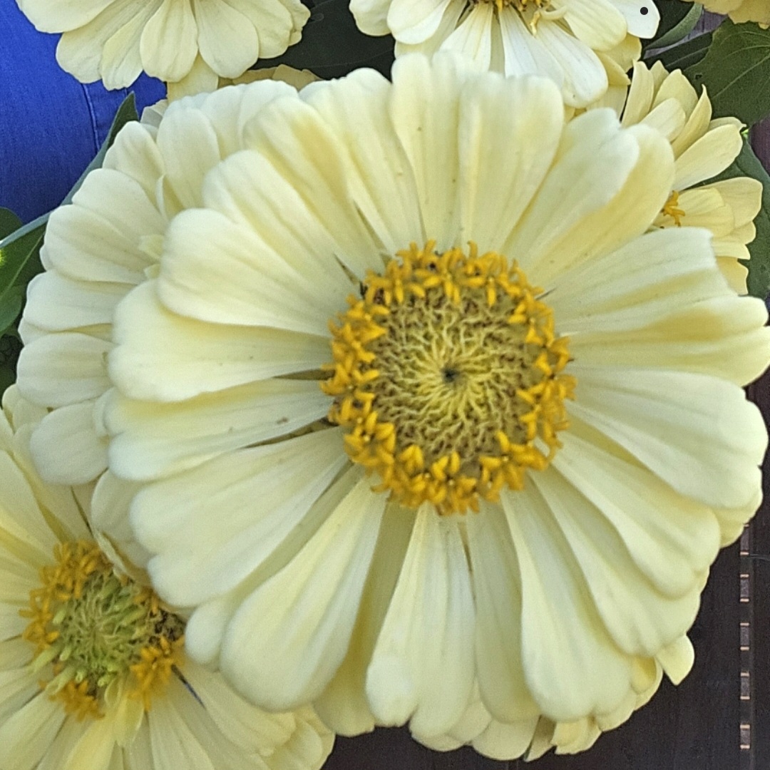 ZINNIA elegans Isabellina
