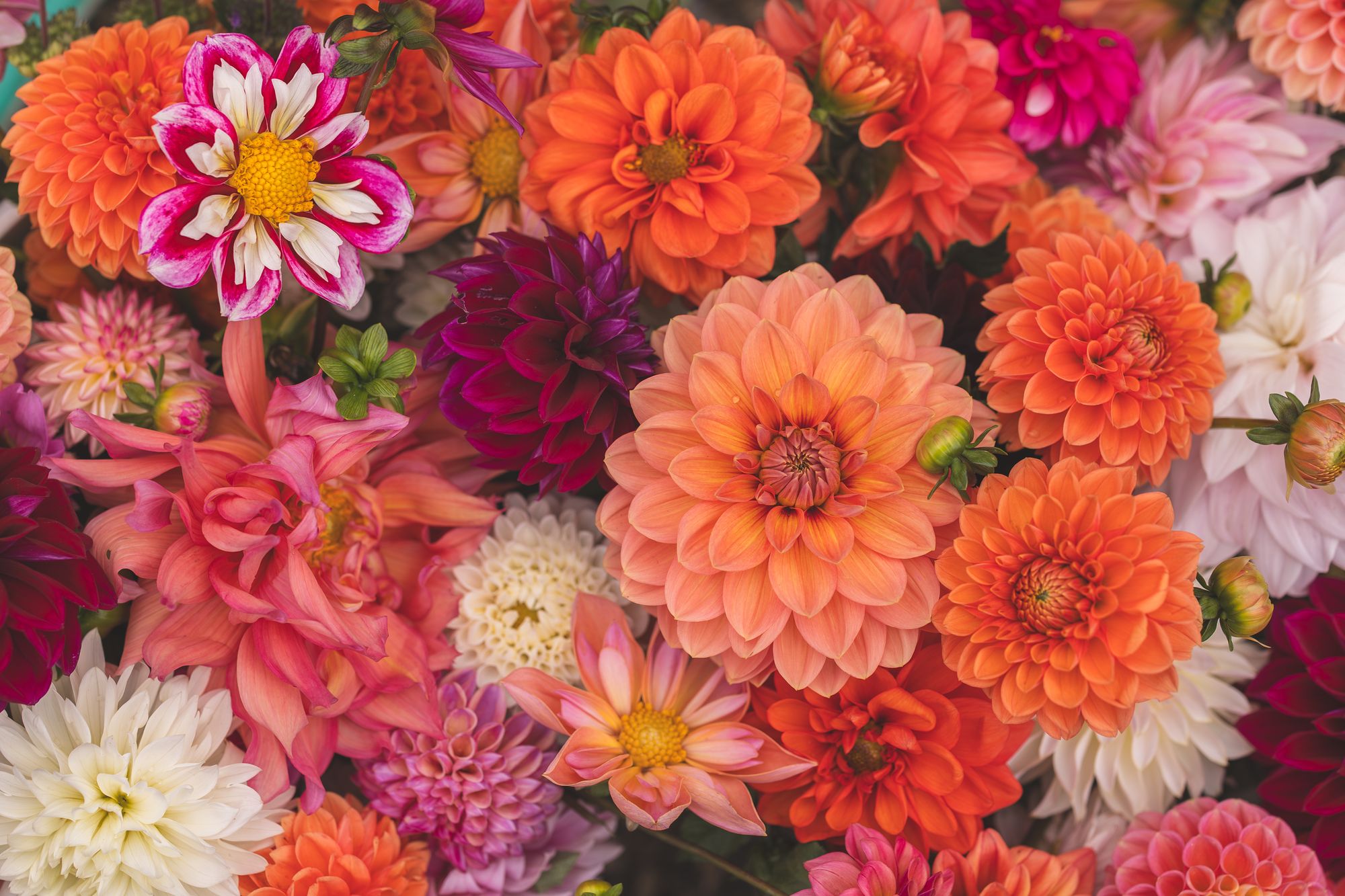 Wamsley Farms Banner