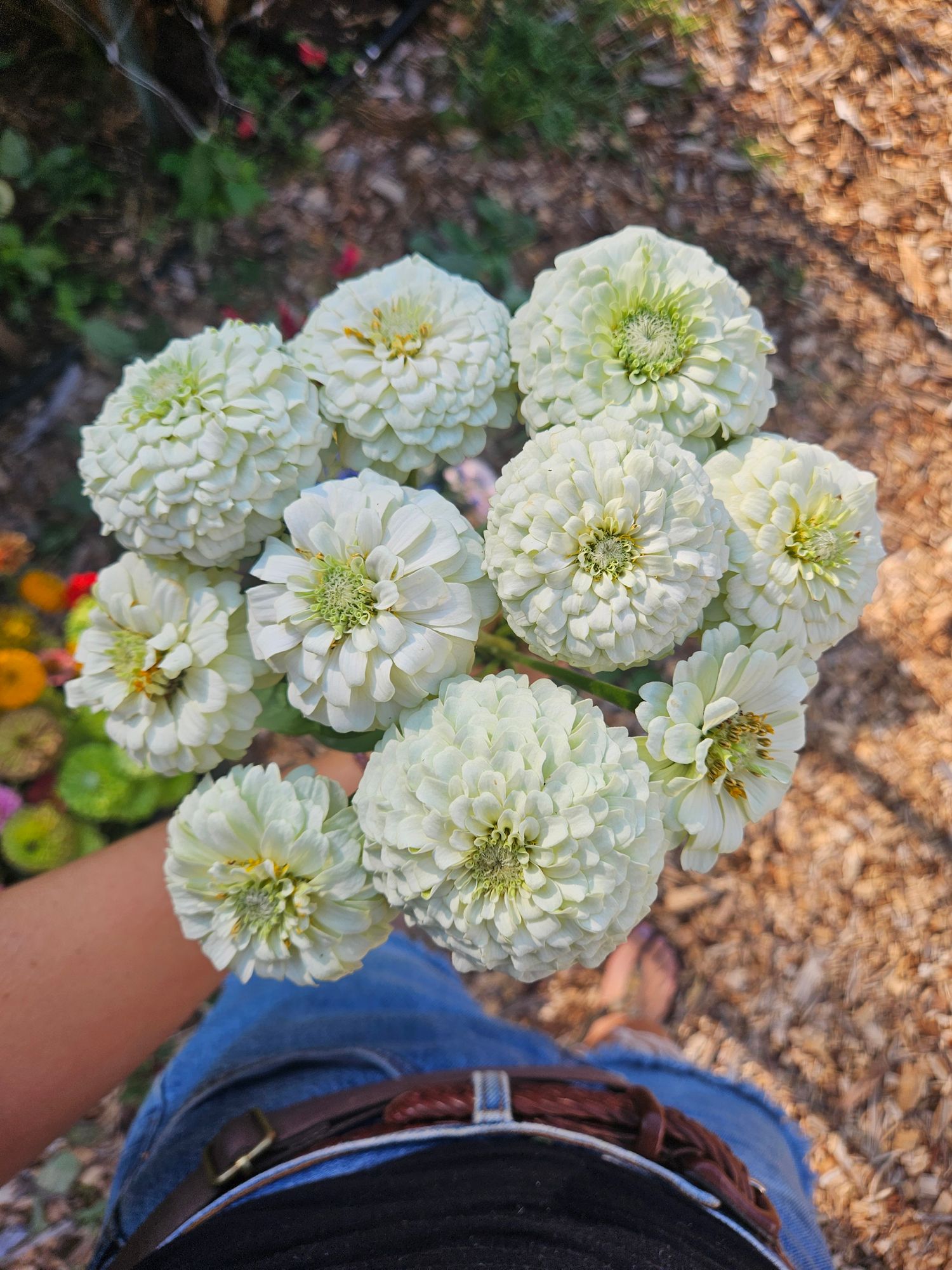 ZINNIA elegans Benarys Giant White