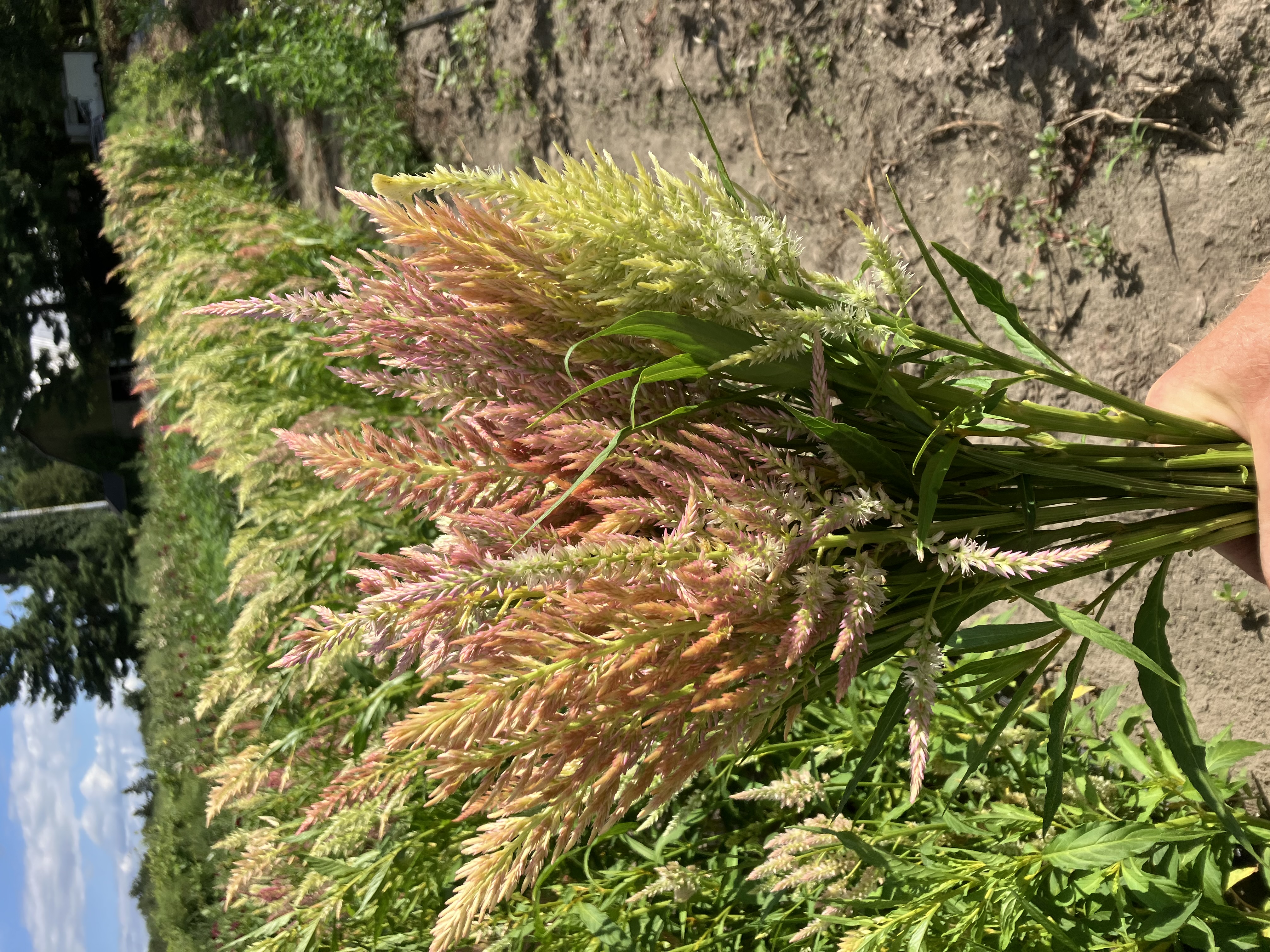 CELOSIA argentea var. spicata Shimmer