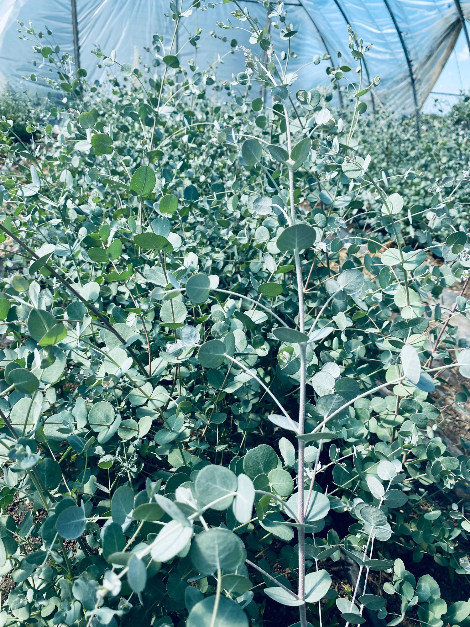 EUCALYPTUS gunnii Silver Drop