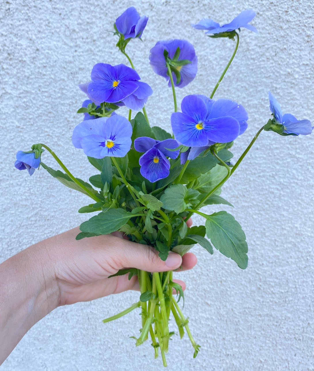 VIOLA x wittrockiana Celestial Blue