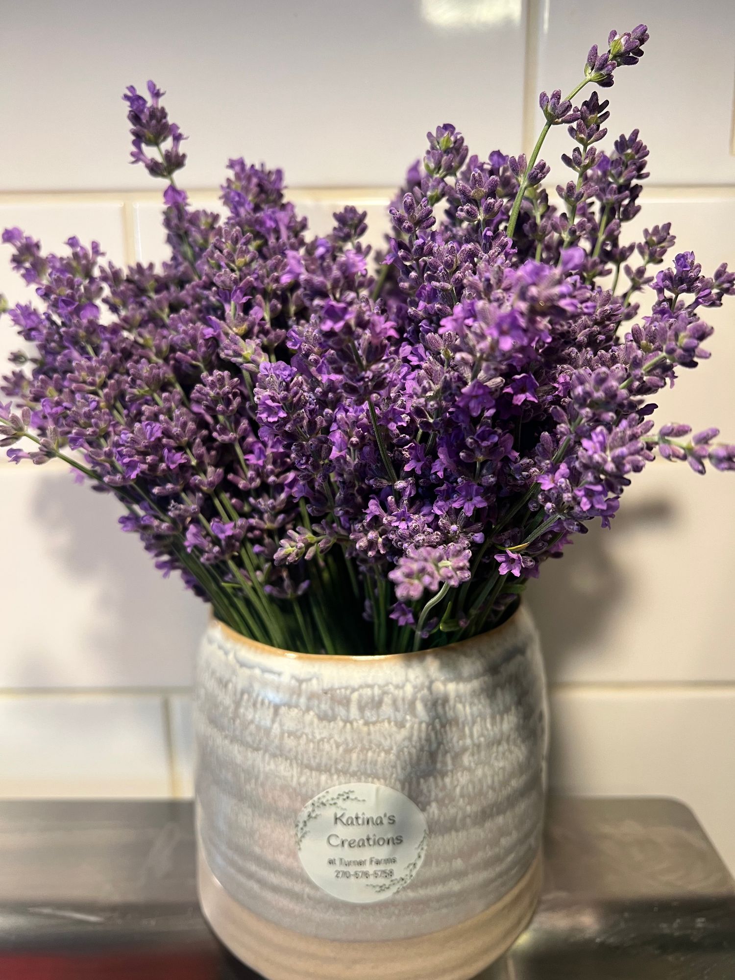 LAVENDULA angustifolia Munstead