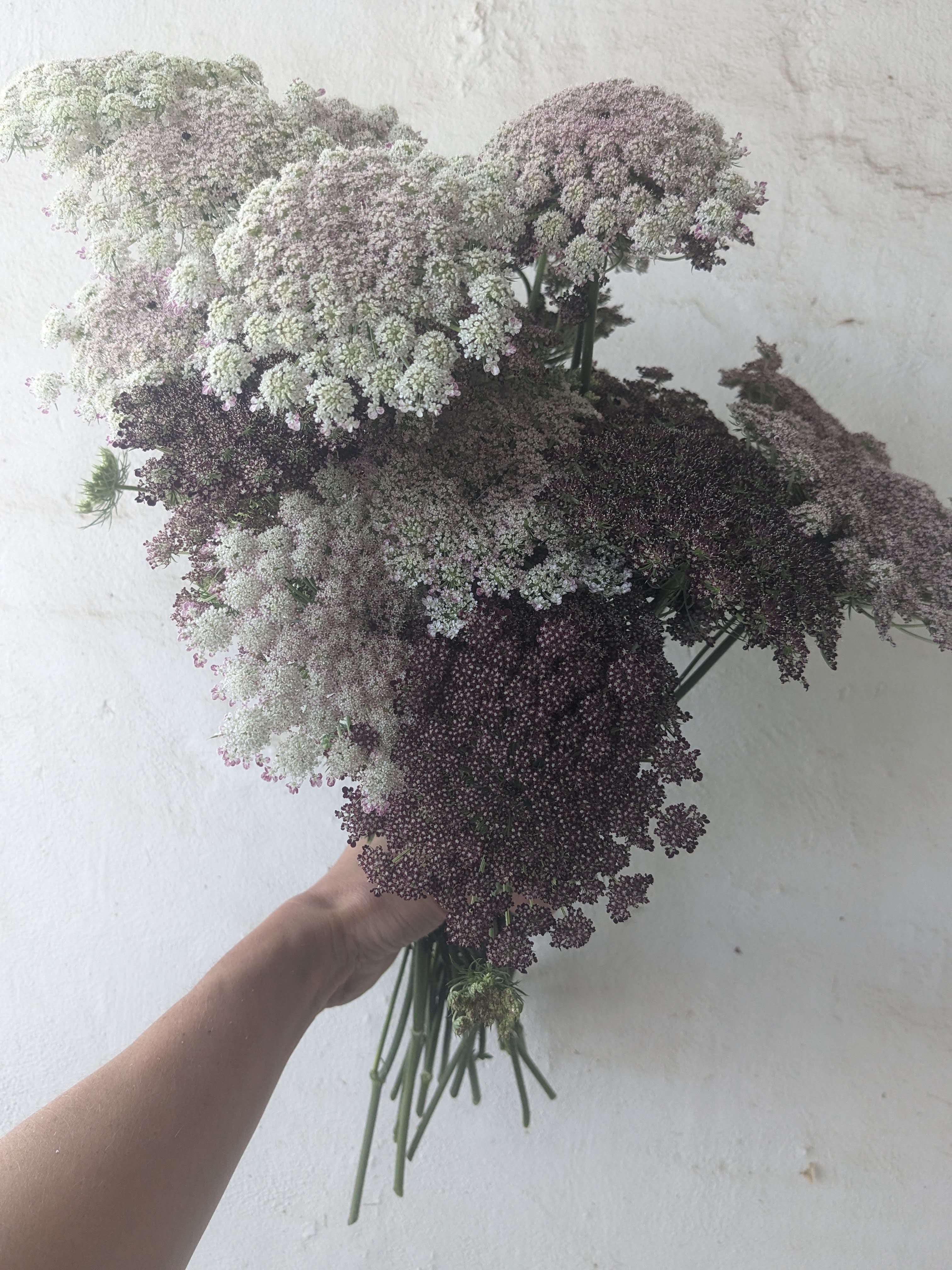 DAUCUS carota Dara