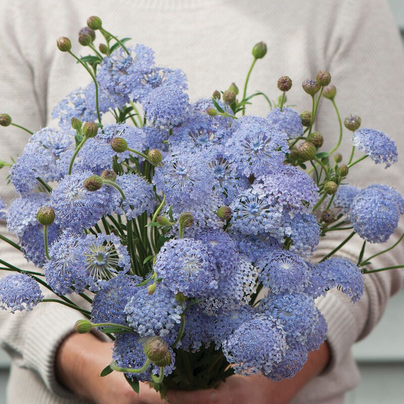 TRACHYMENE coerulea Lacy Blue