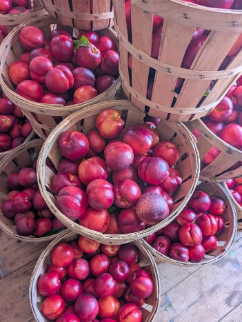 Nectarines