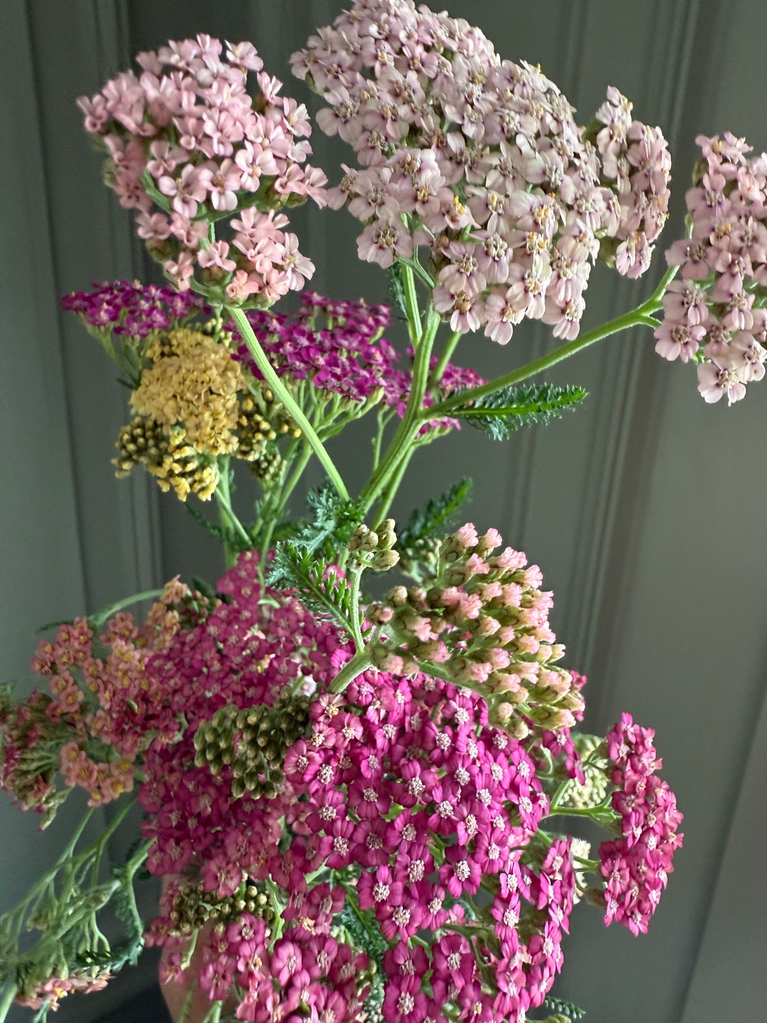ACHILLEA millefolium Colorado