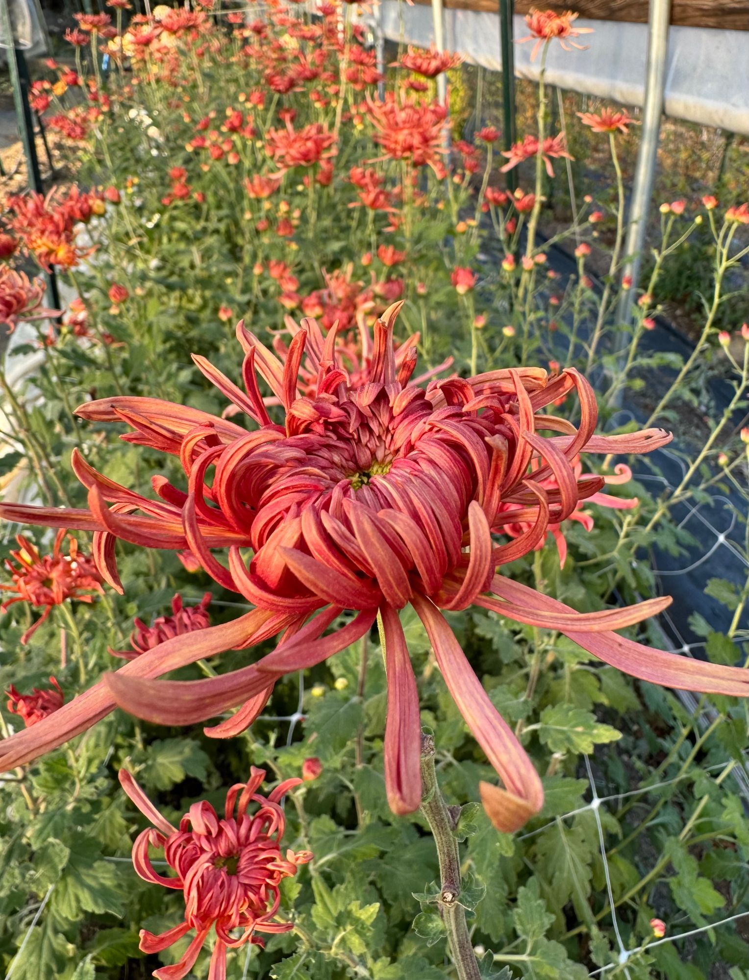 CHRYSANTHEMUM x Evening Glow