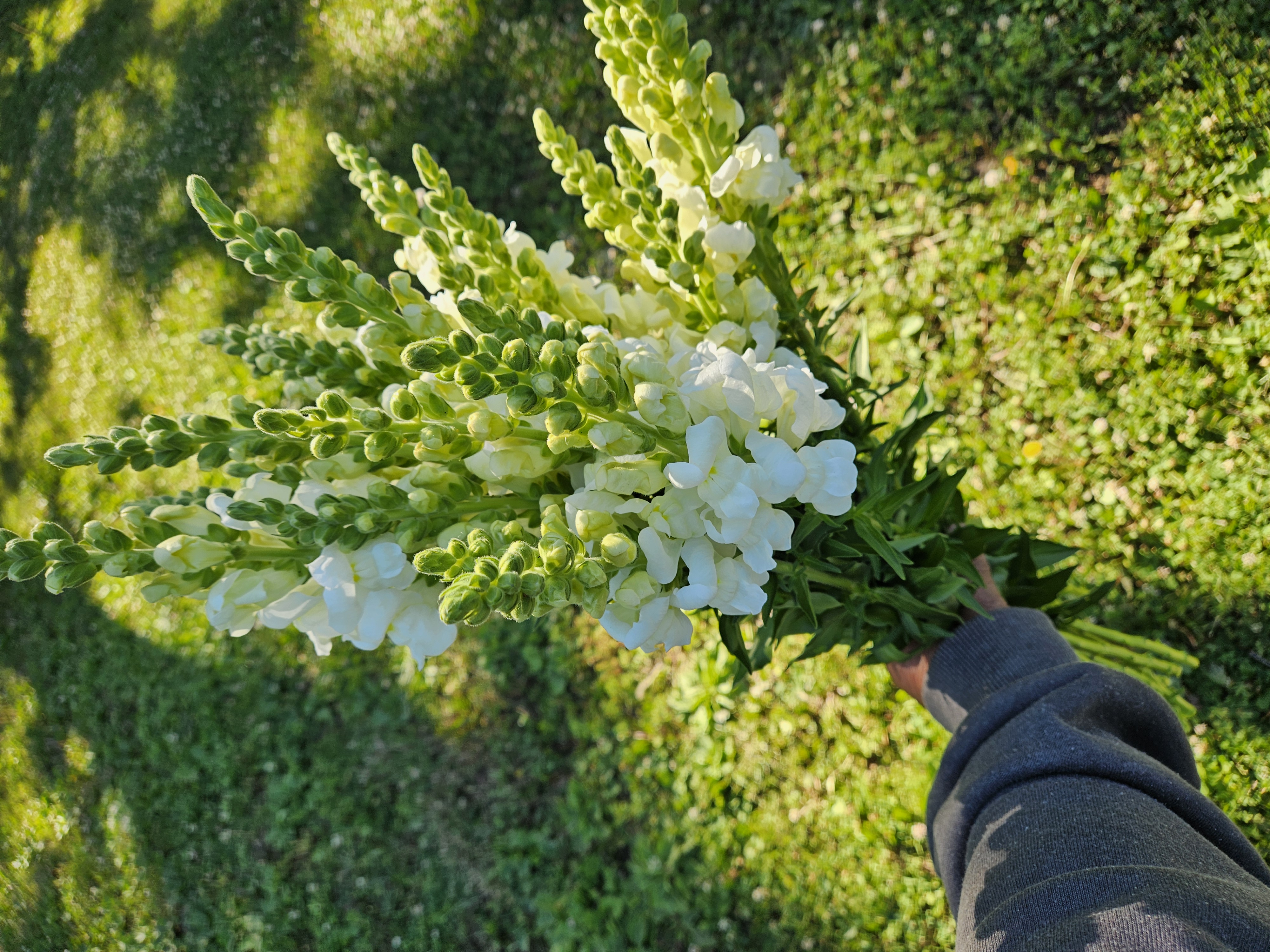 ANTIRRHINUM majus Chantilly White