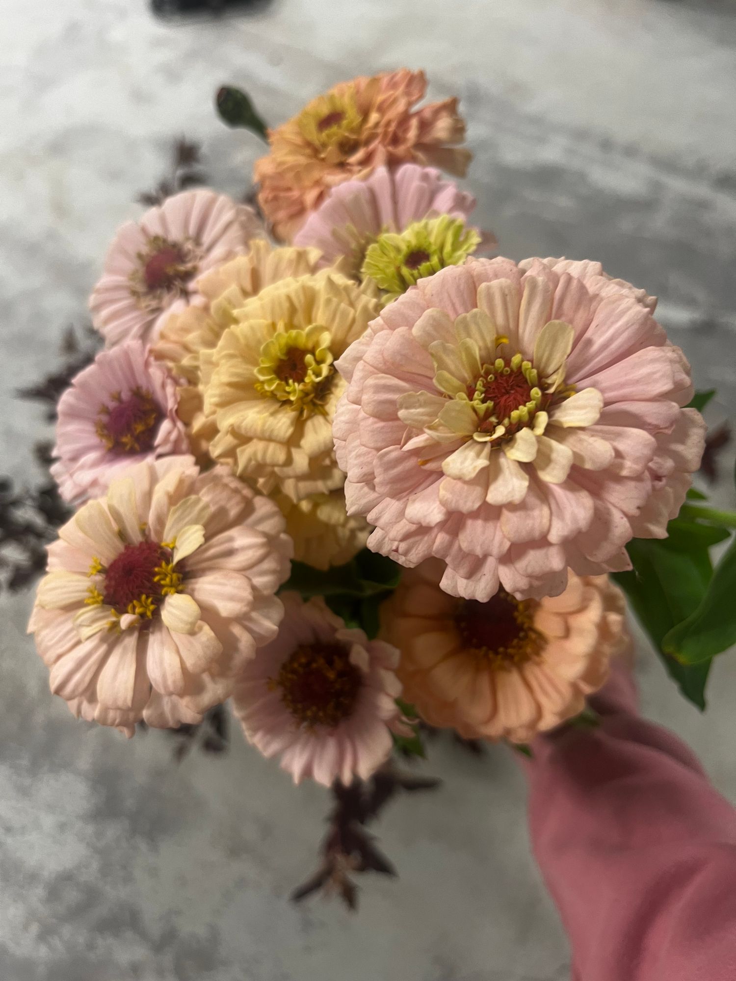 ZINNIA