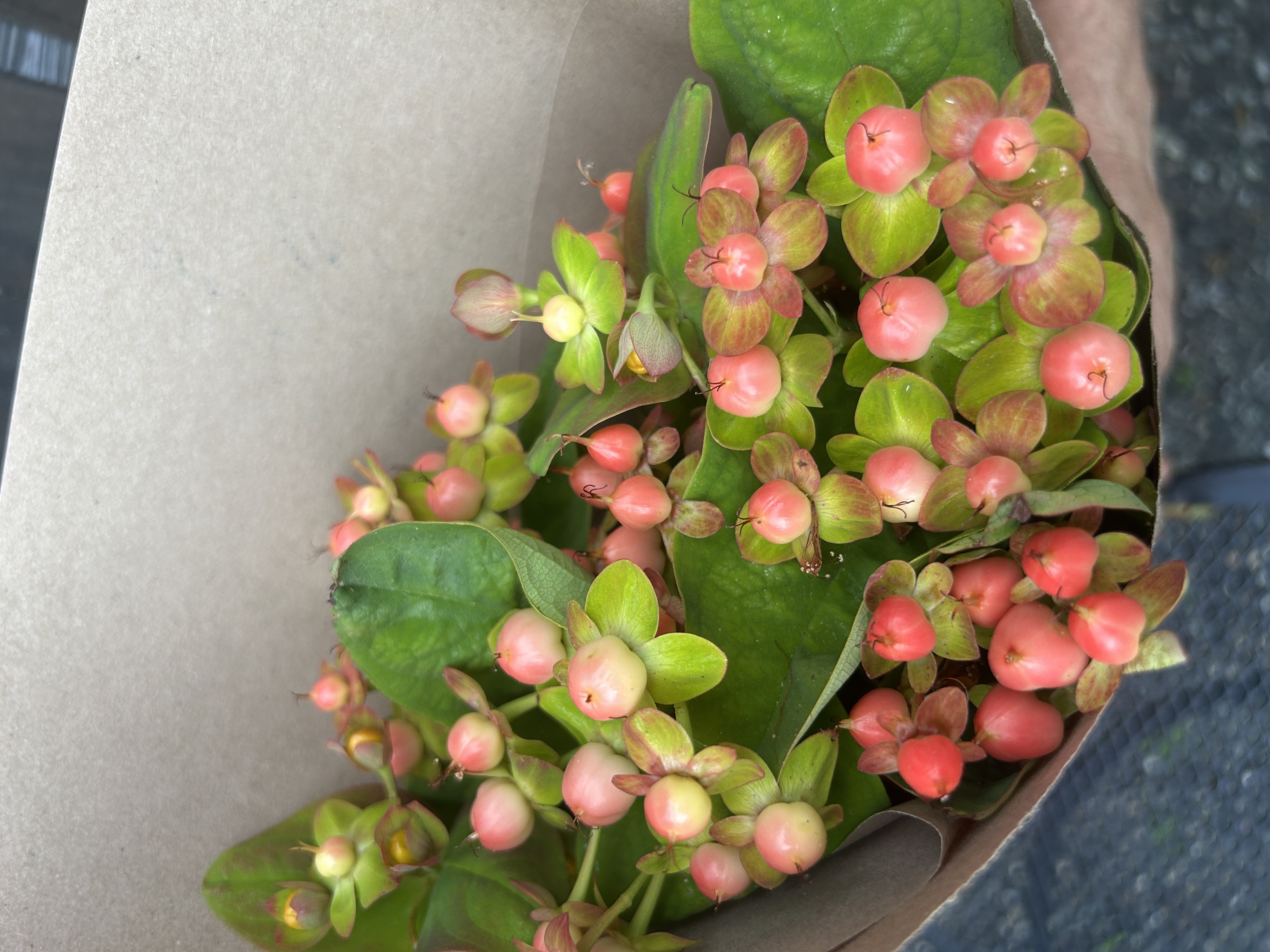HYPERICUM x inodorum Brisk Campari