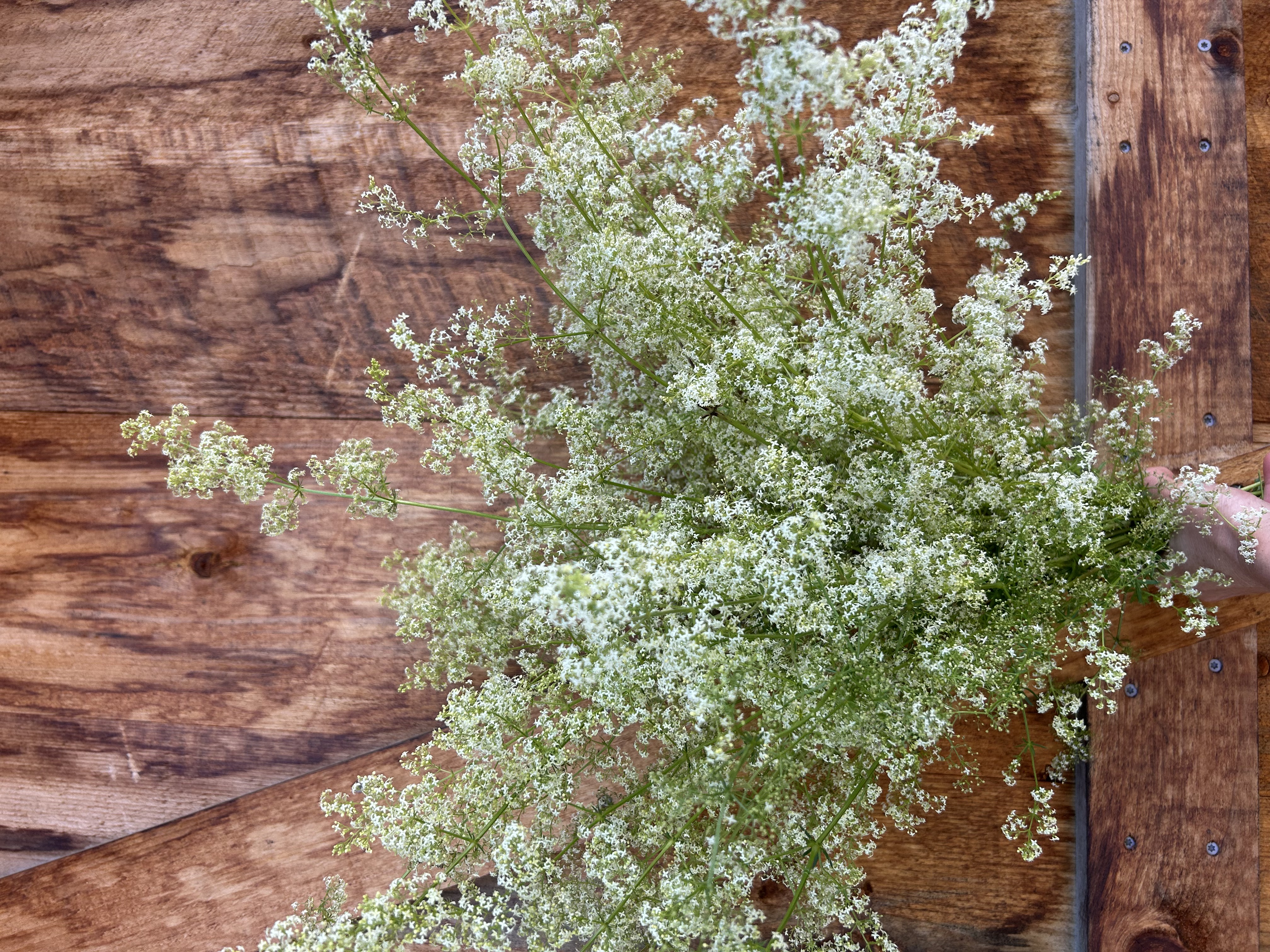 GALIUM mollugo