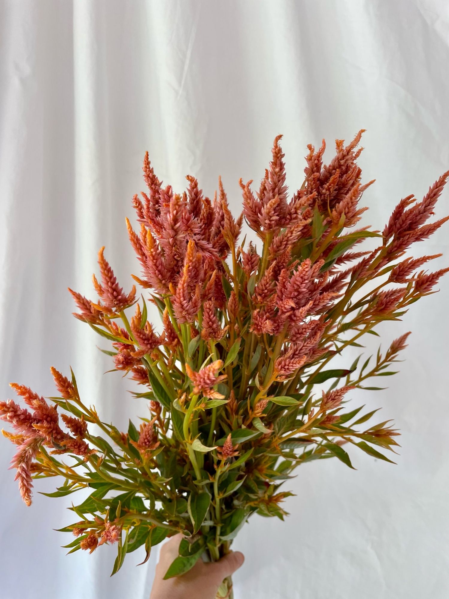 CELOSIA argentea spicata Celway Terracotta