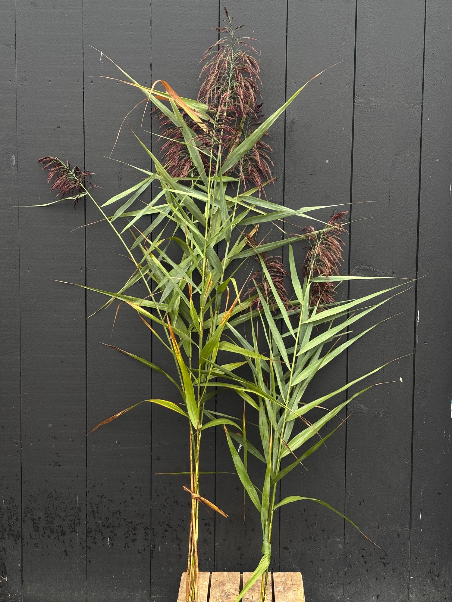 PHRAGMITES australis