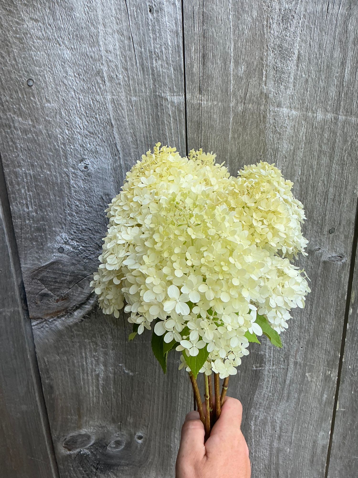 HYDRANGEA paniculata Limelight