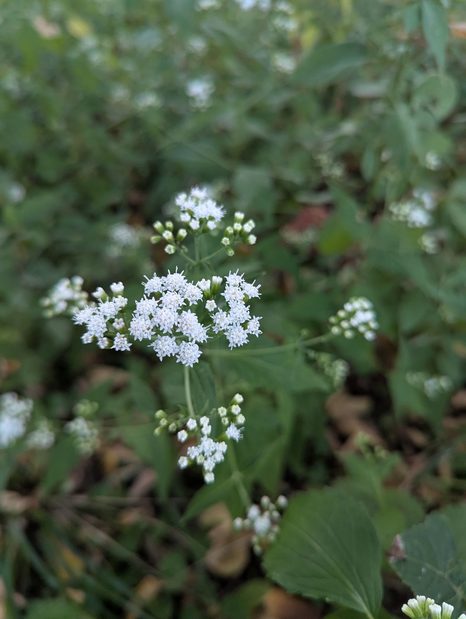 EUPATORIUM aromaticum