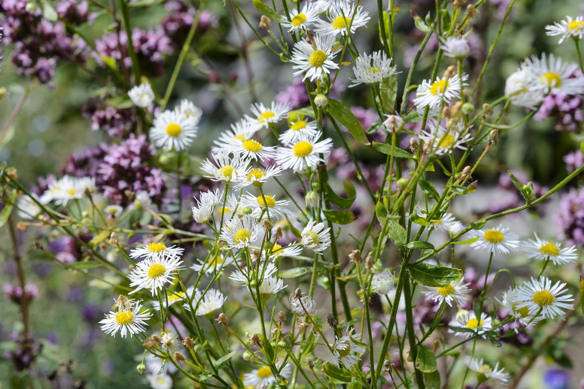 ERIGERON annuus