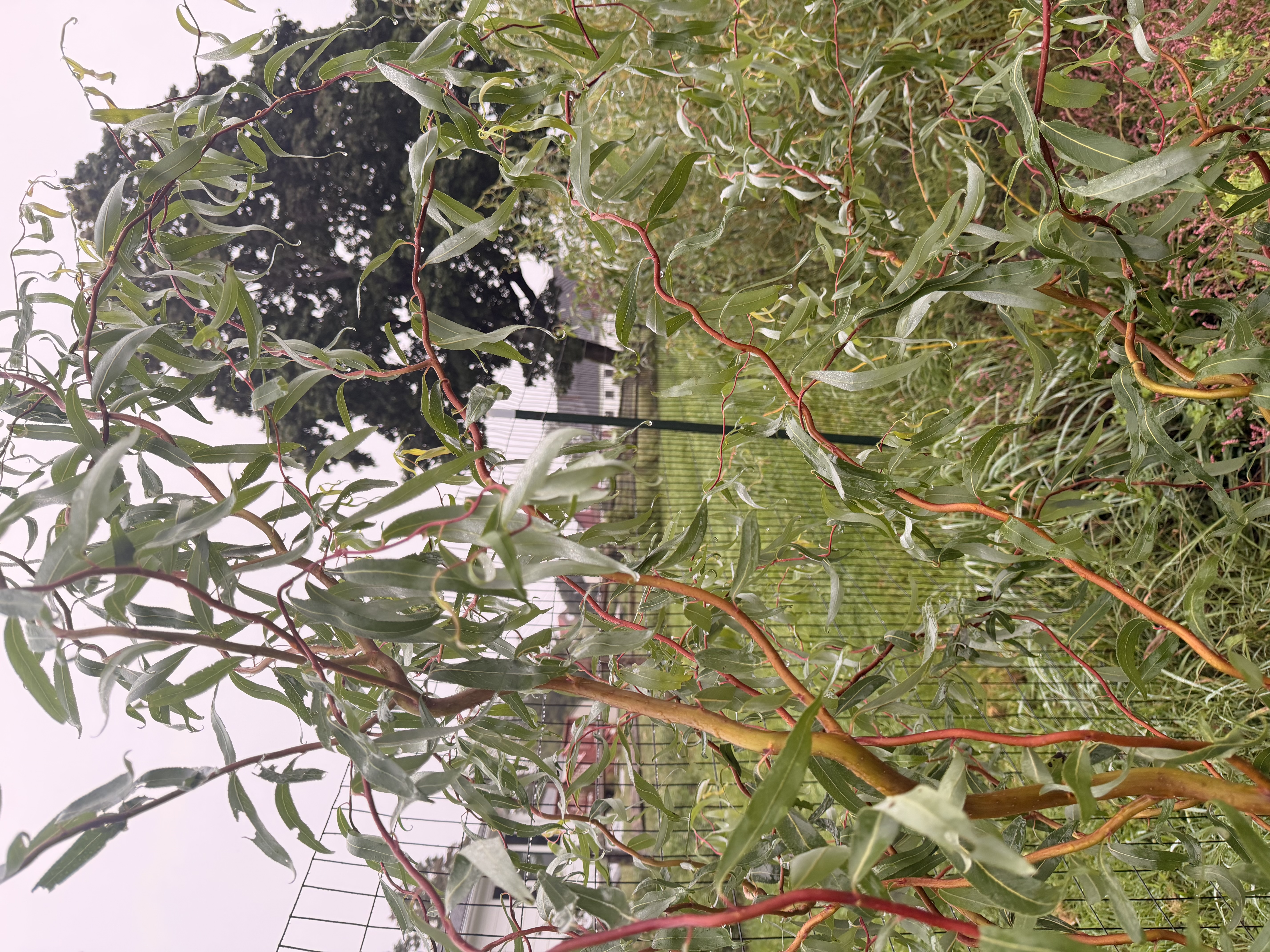 SALIX x Golden Curls