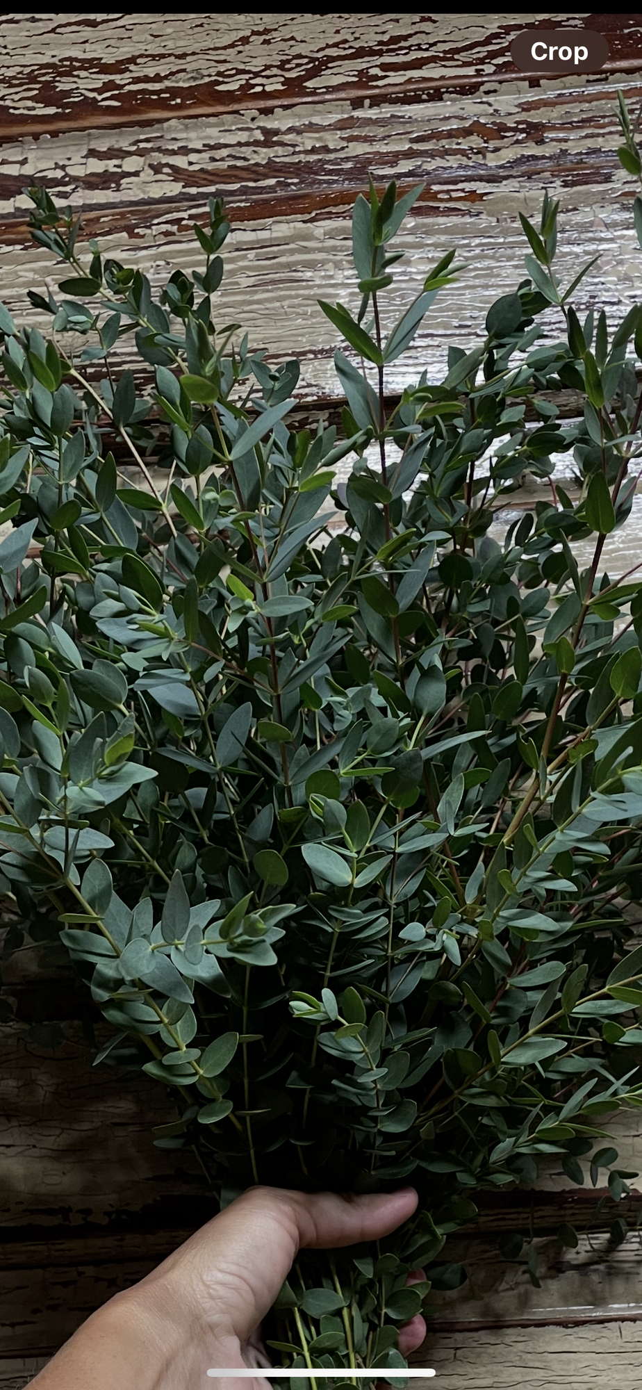 EUCALYPTUS parvula