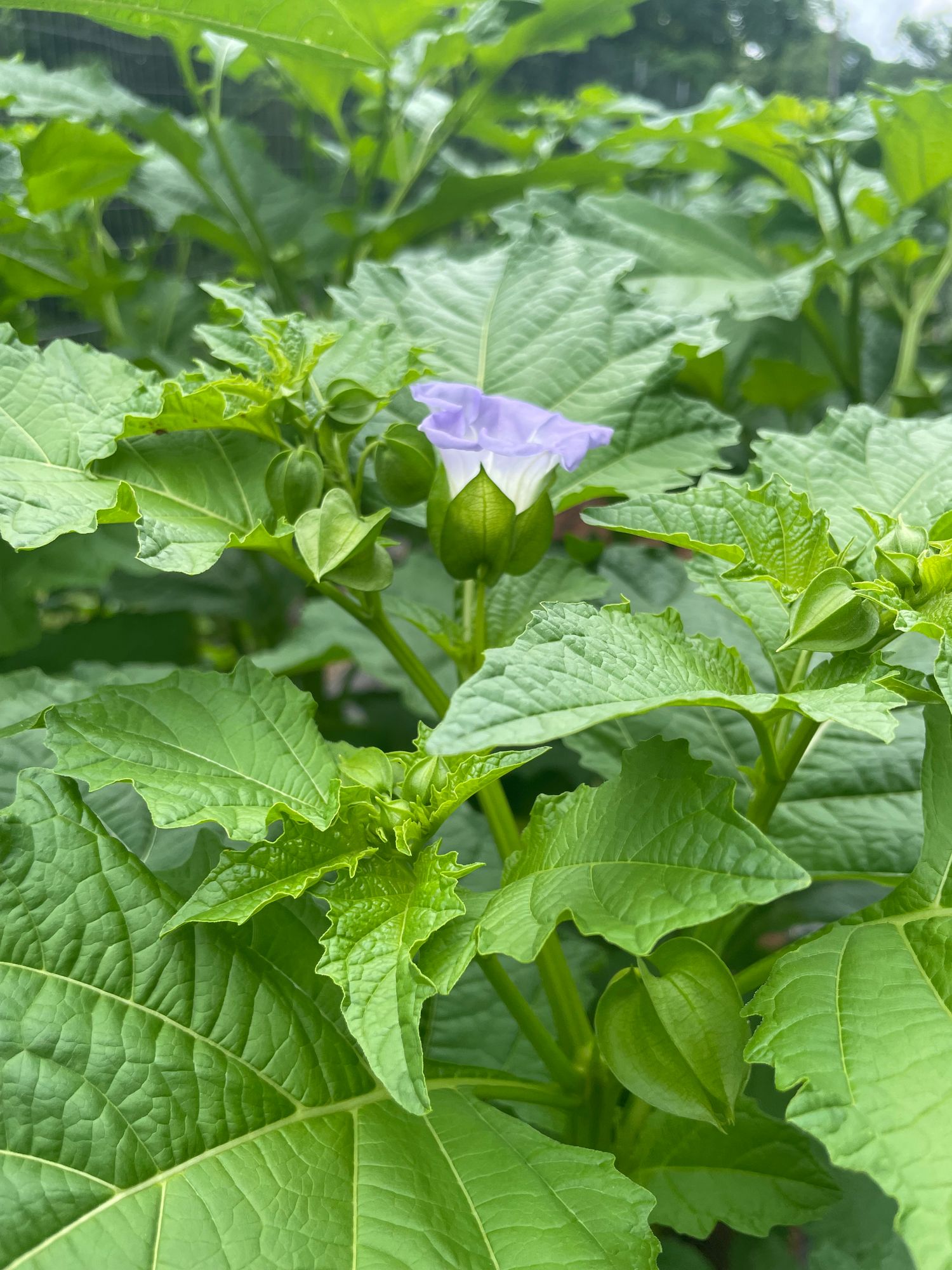 NICANDRA physalodes