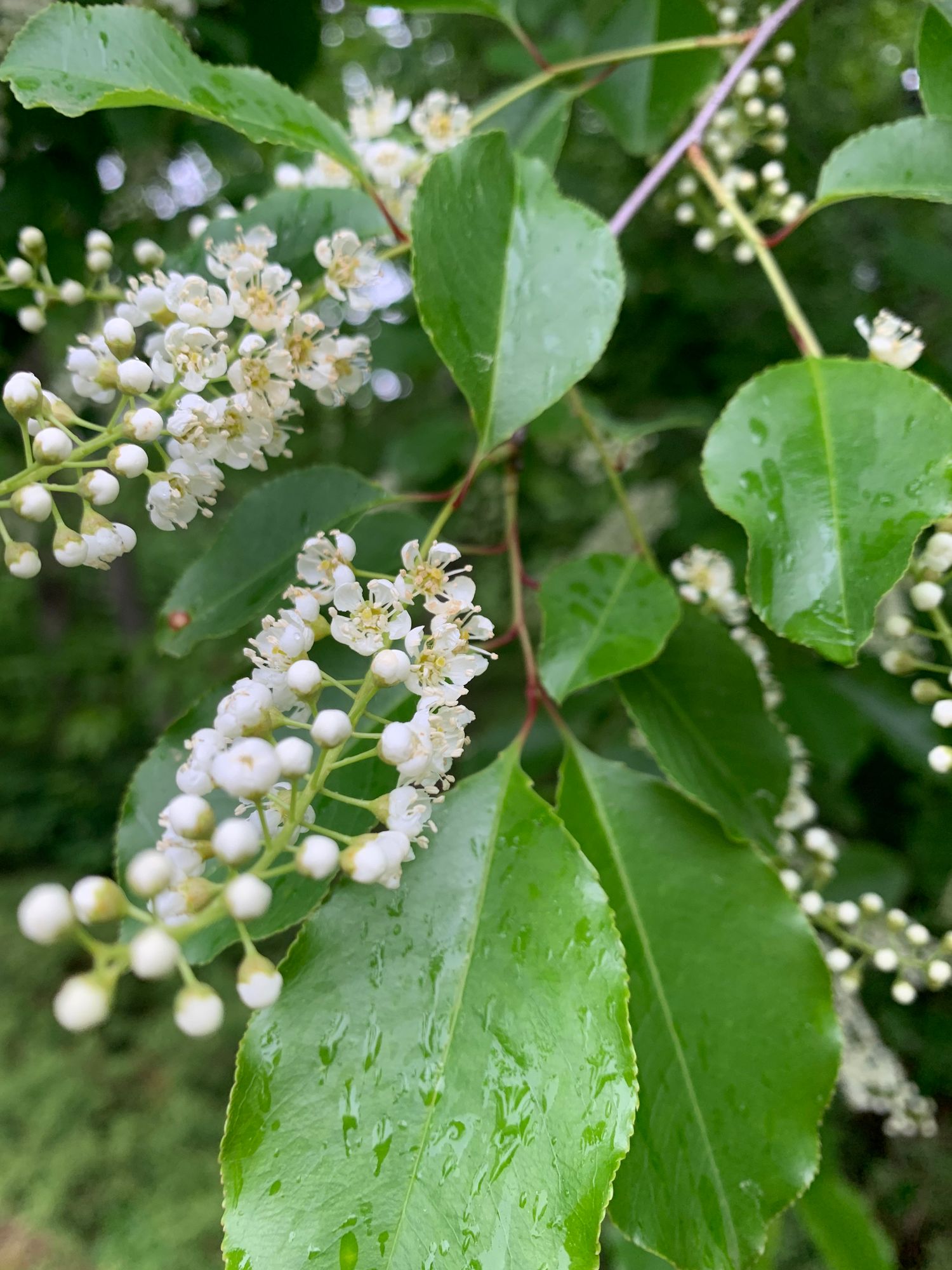 PRUNUS serotina
