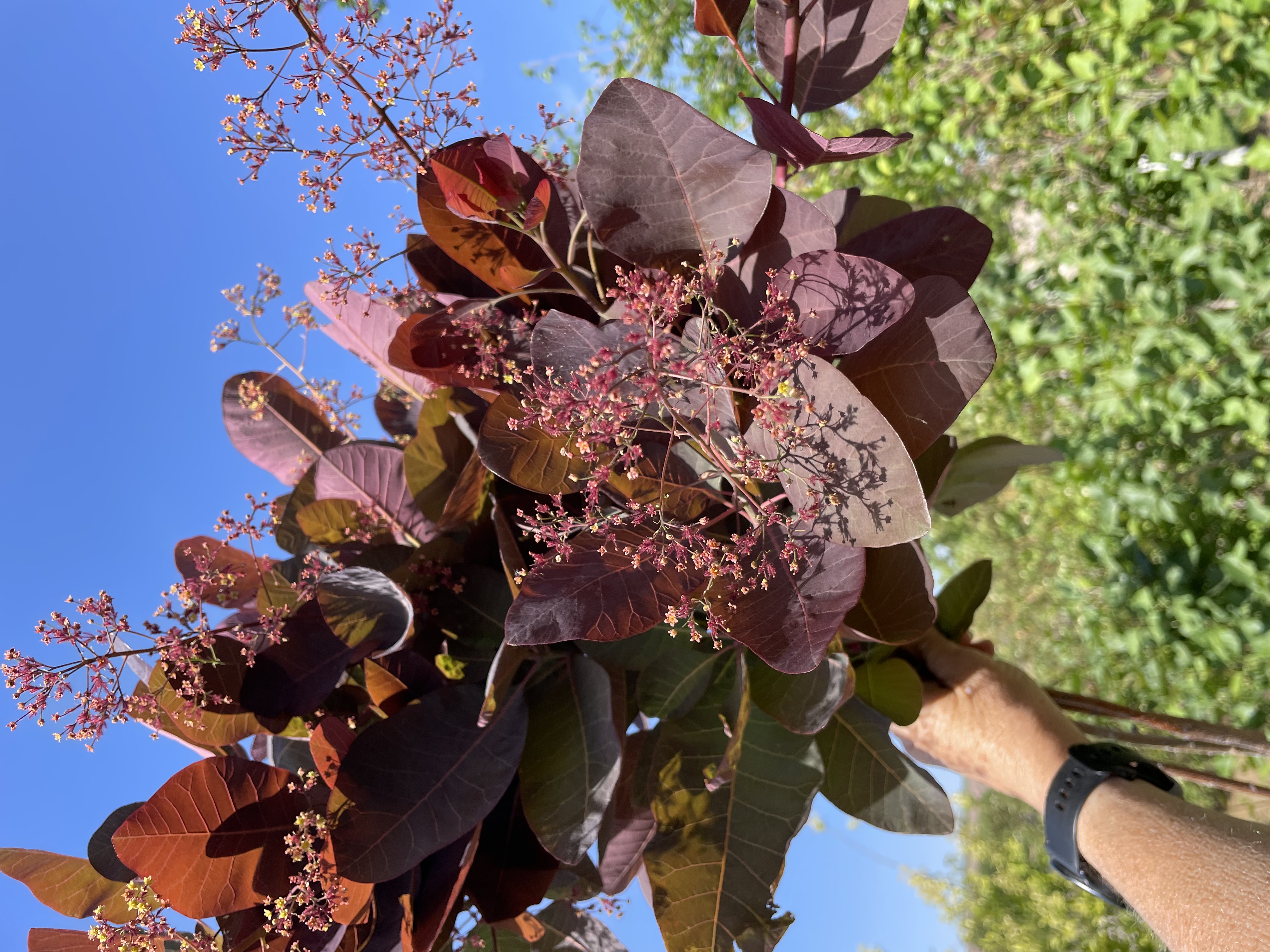 COTINUS coggygria Royal Purple