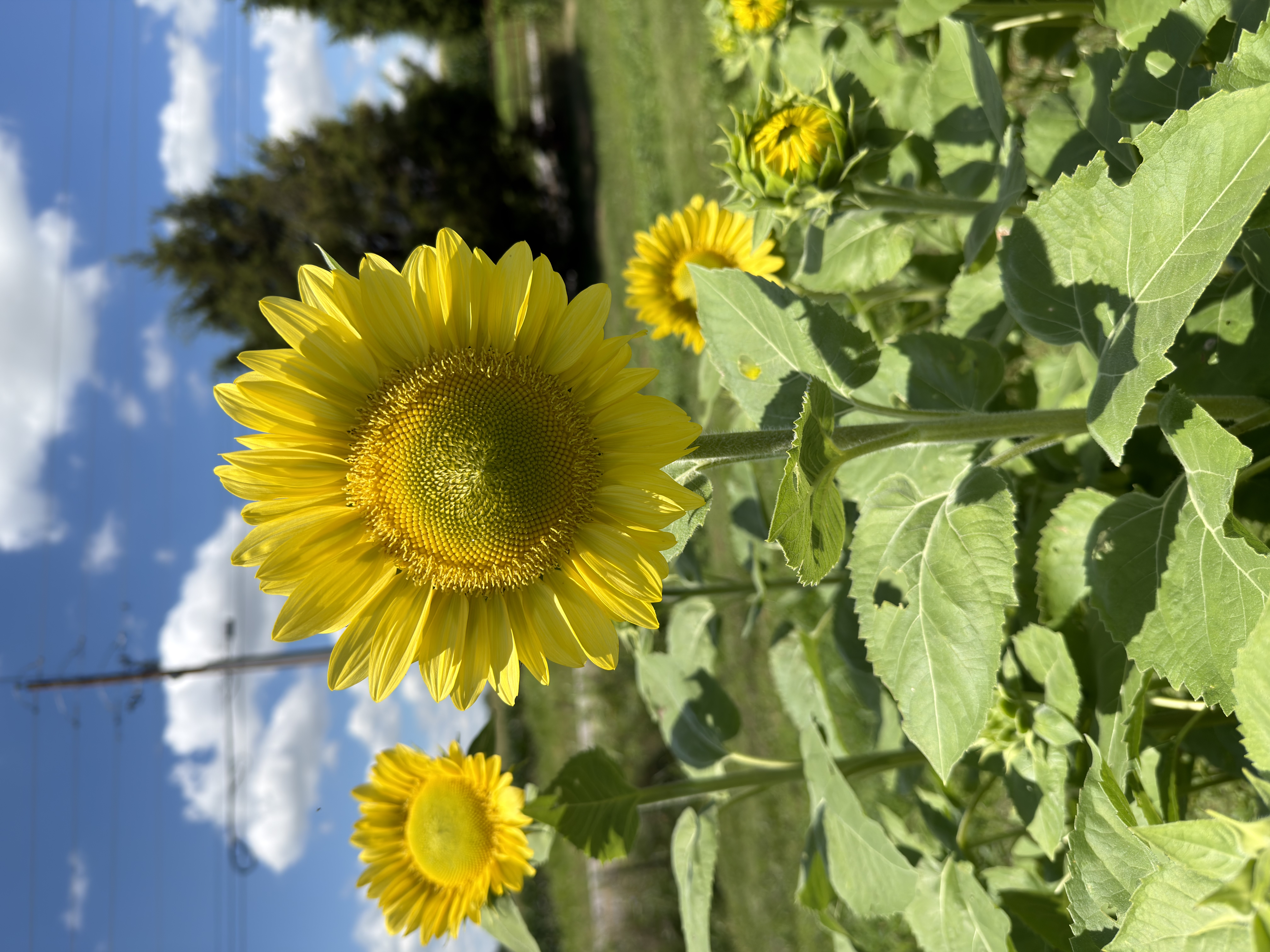 HELIANTHUS annuus Procut Lemon Lite
